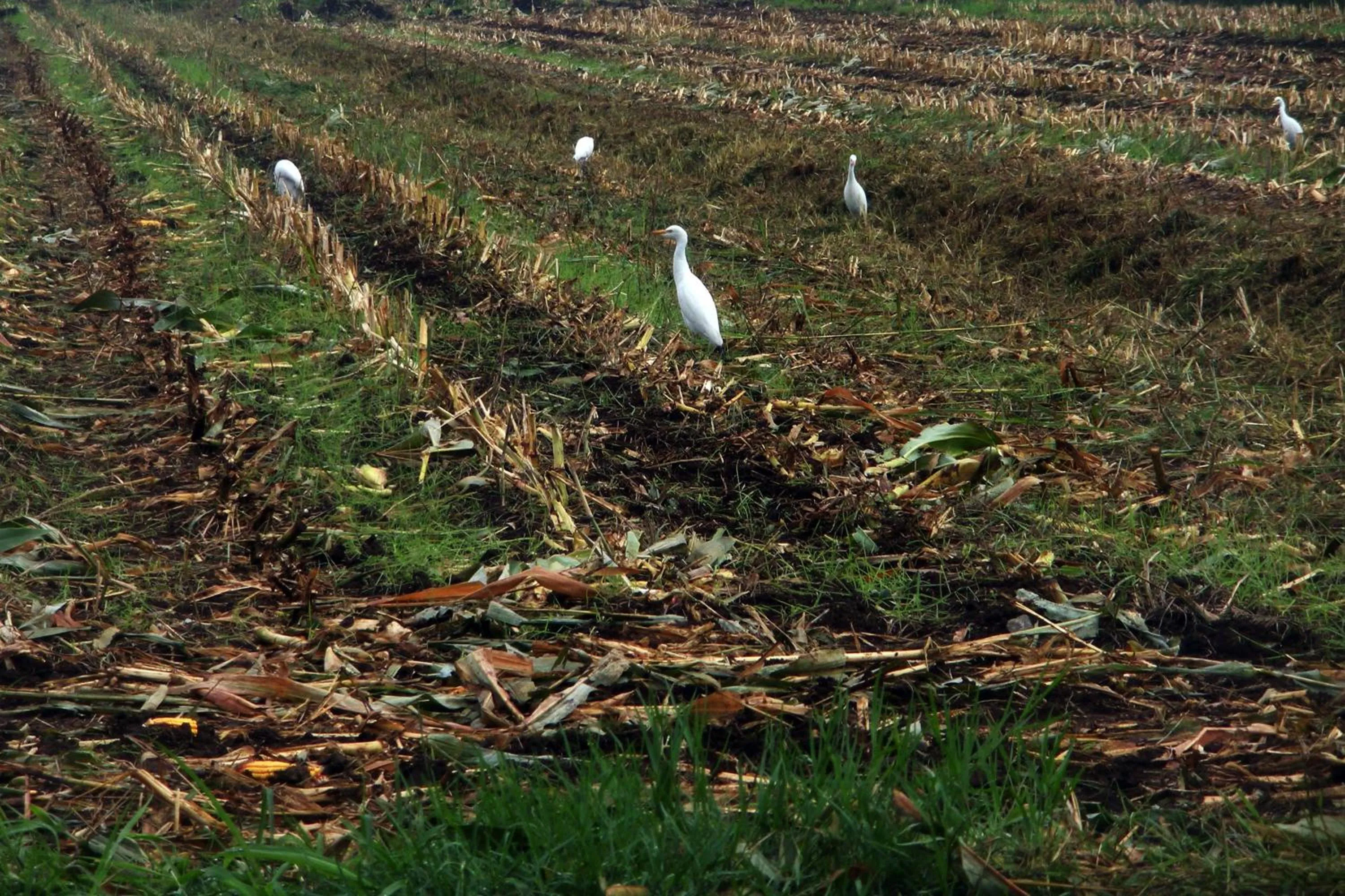Summer in Casa del Geco