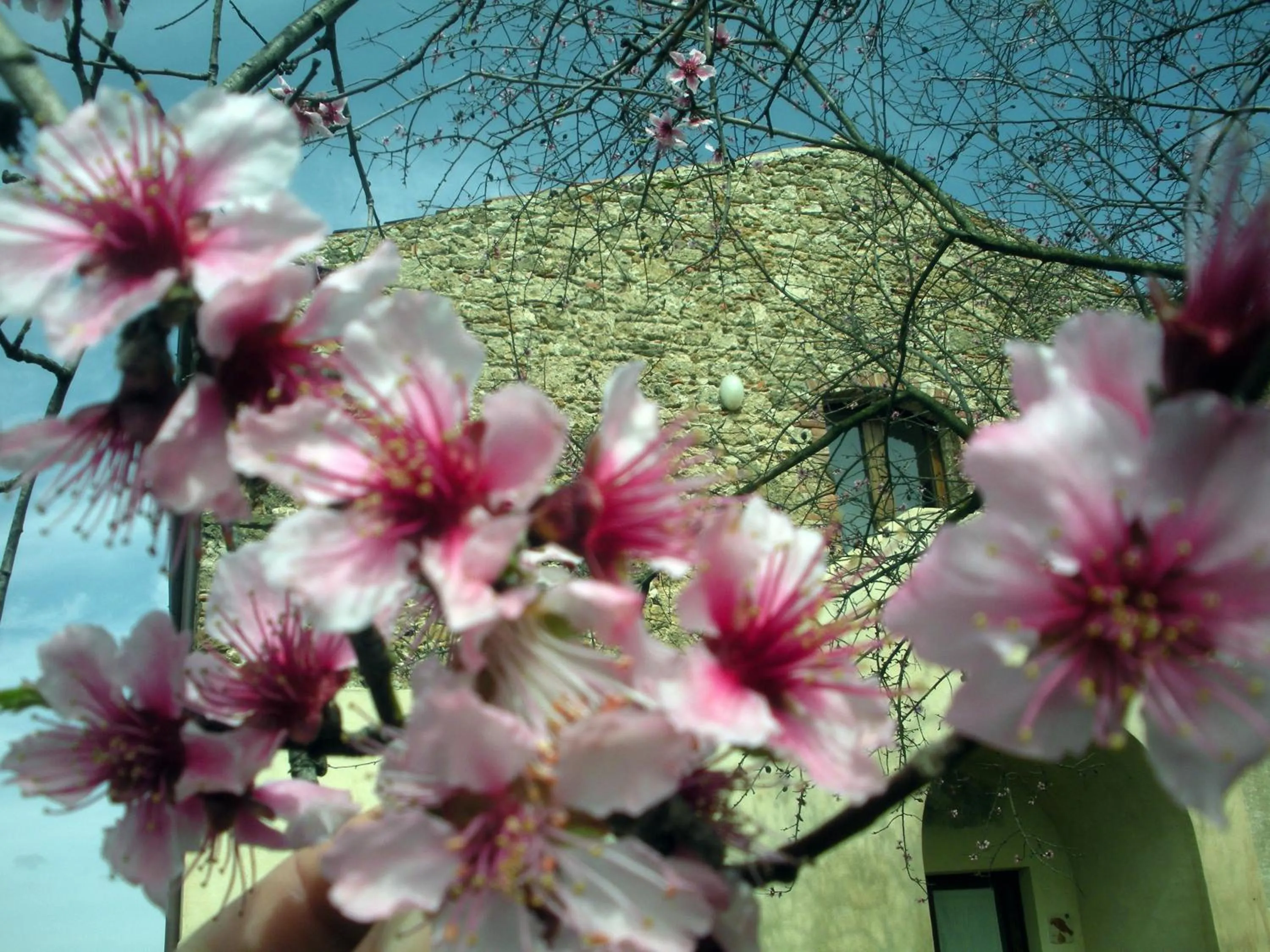 Spring in Casa del Geco