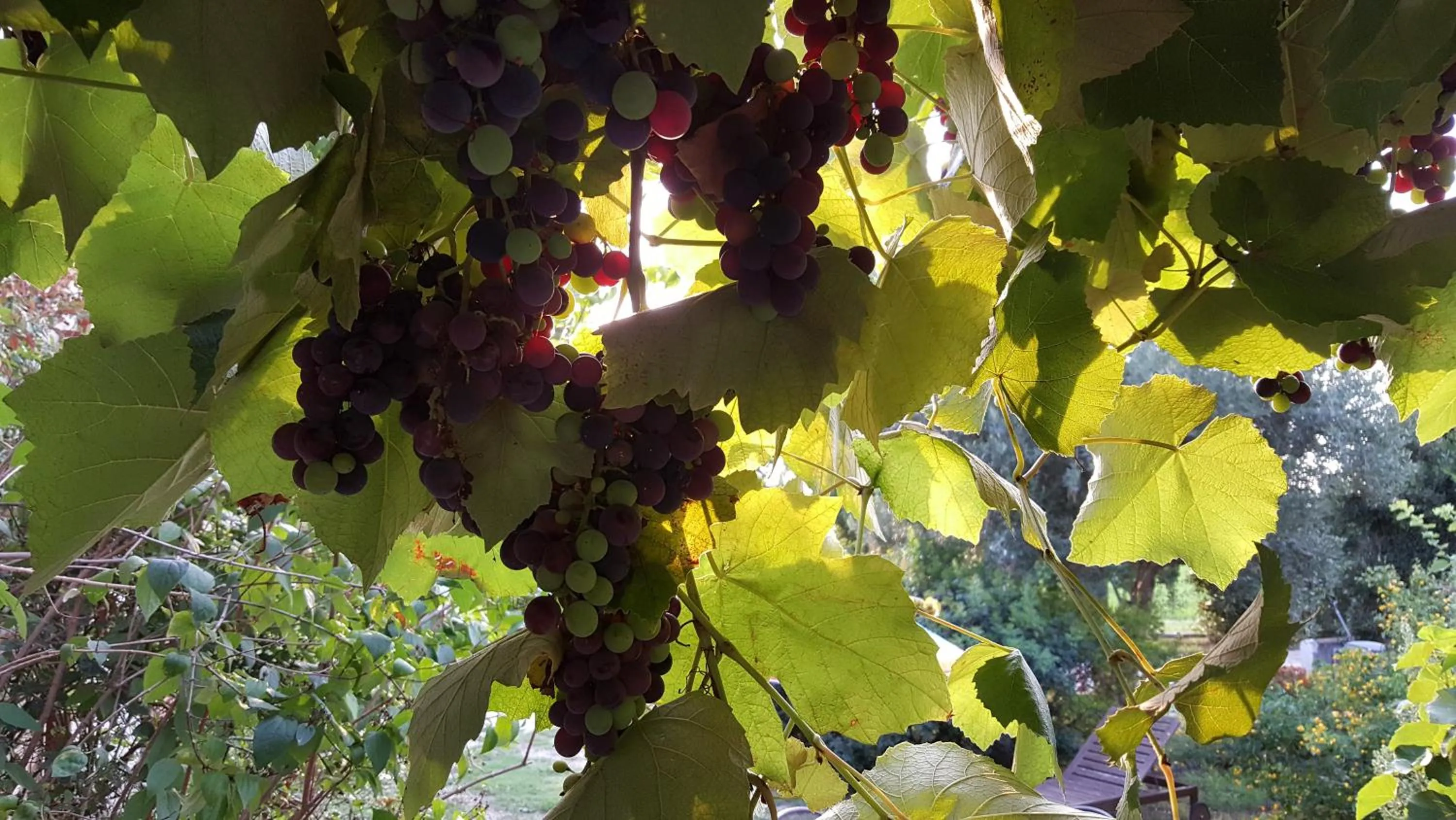 Food in Casa del Geco