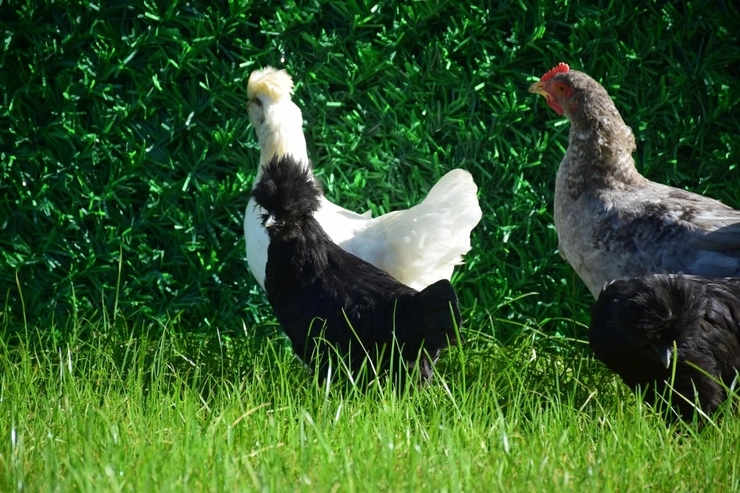 Animals in KUZEY OTEL