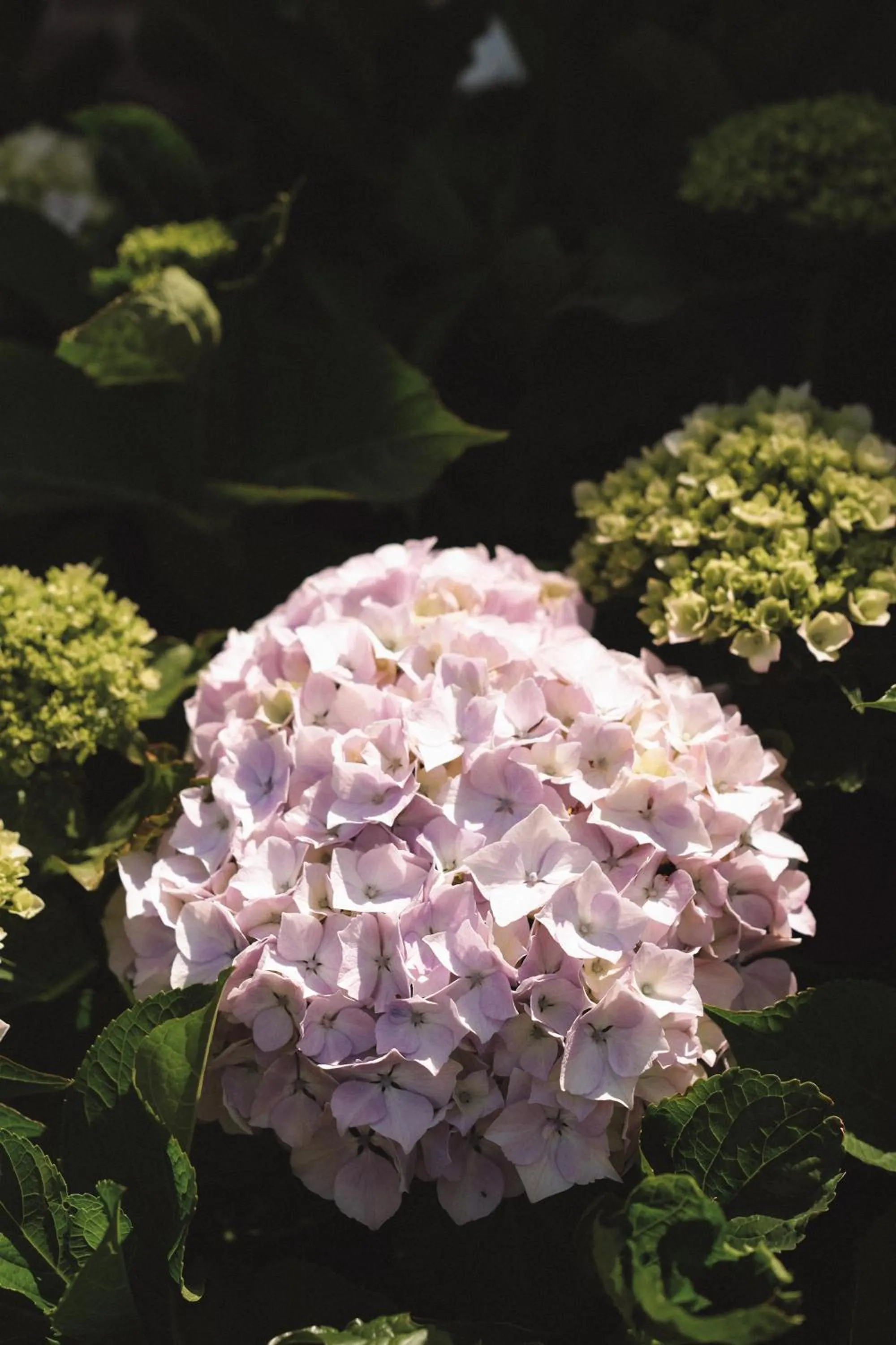 Garden in Hôtel Les Voisins Beaucemaine