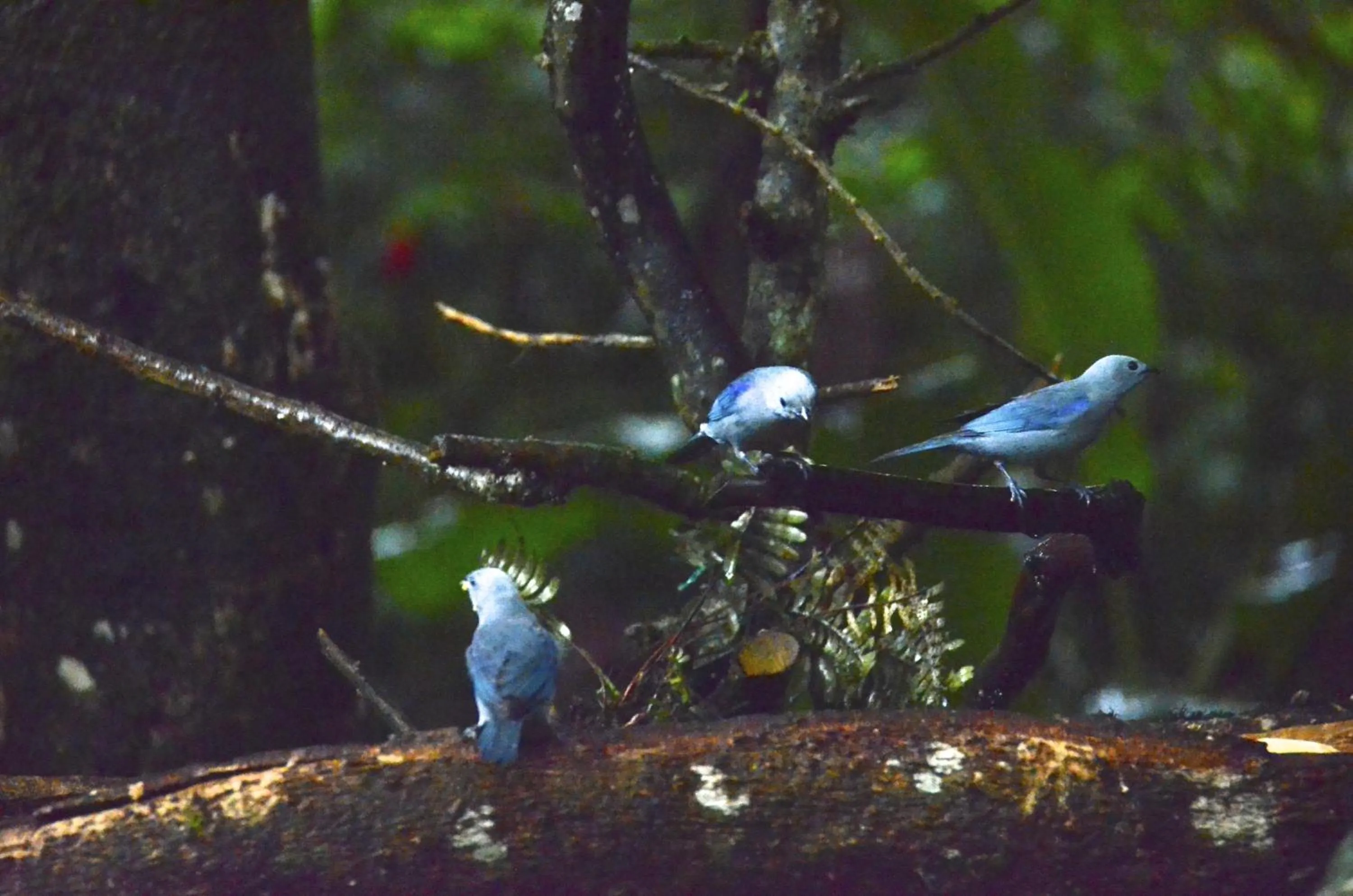 Animals in Casa de Piedra