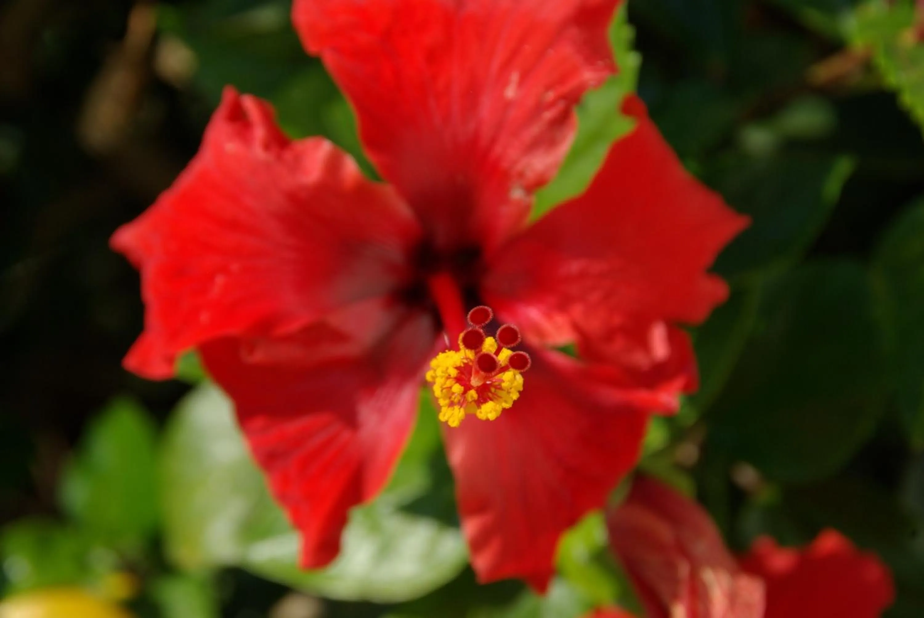 Garden in Hylatio Tourist Village