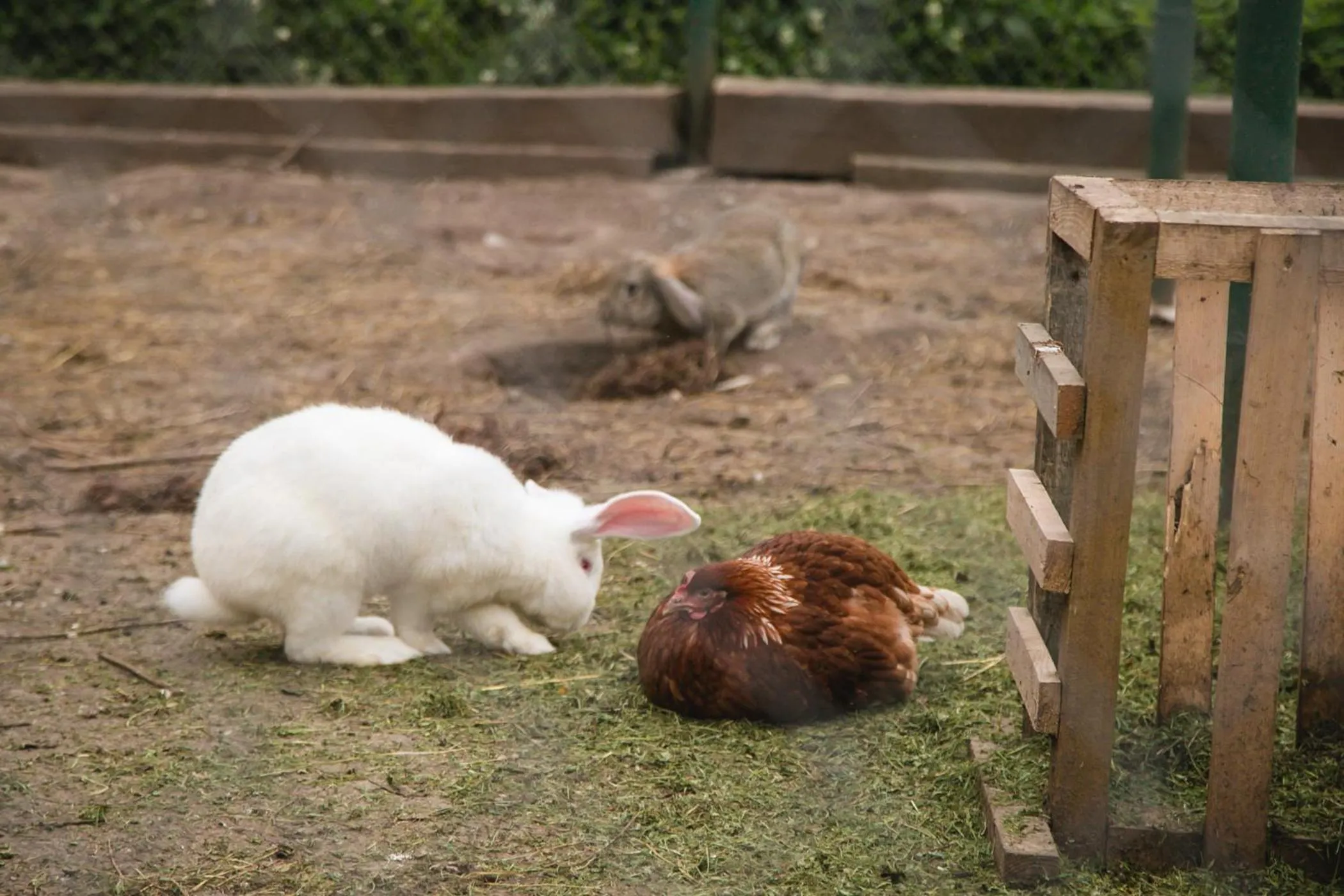 Animals in Weavers' Guest House Kalndaki