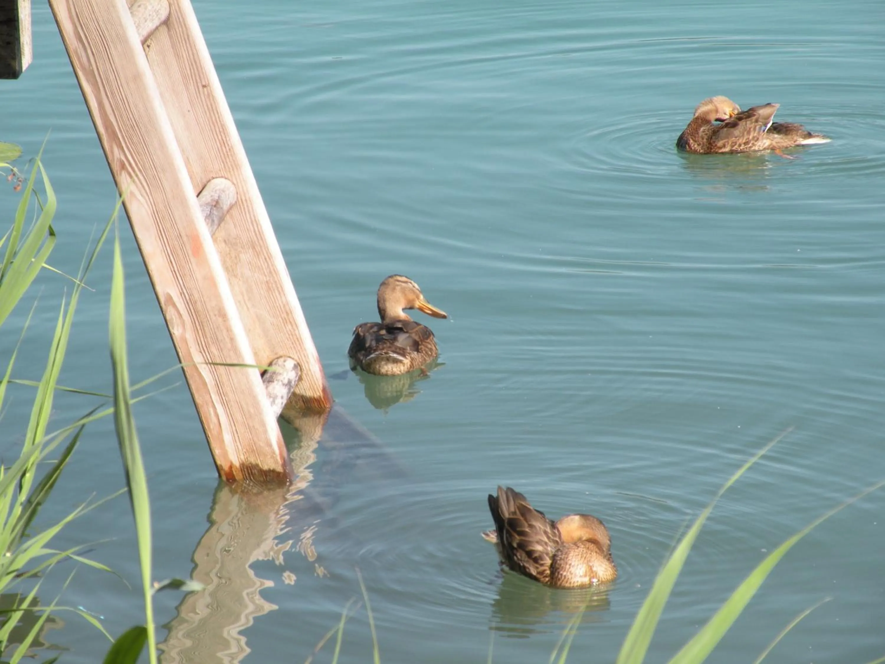 Animals in Hotel Garni Dorferwirt am Irrsee