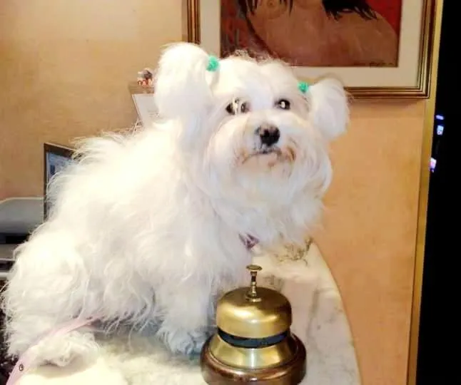 Lobby or reception in New Tiffany's Park