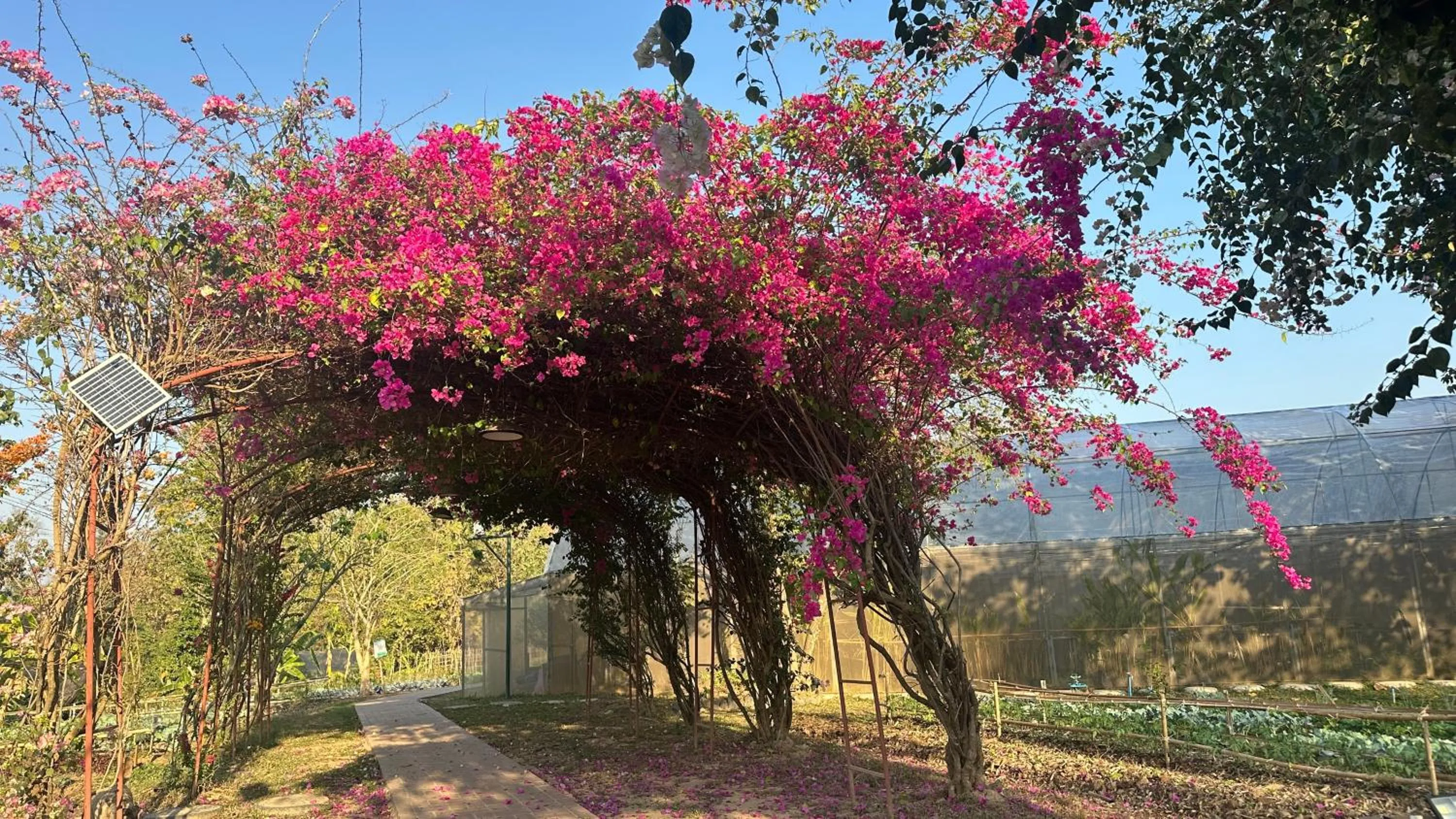 Garden in The Namkhan, a Small Luxury Hotel of the World
