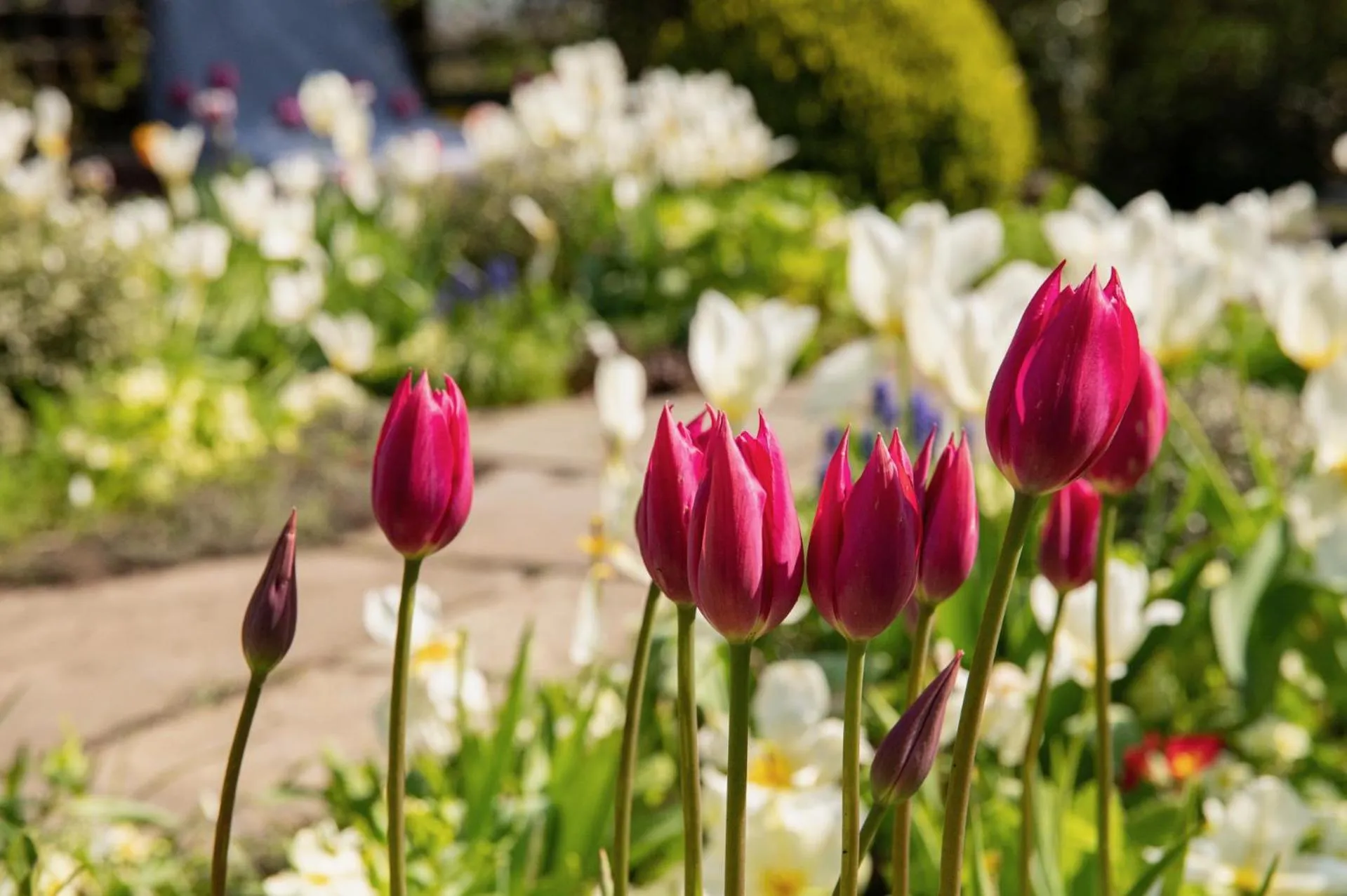 Garden in Corner House