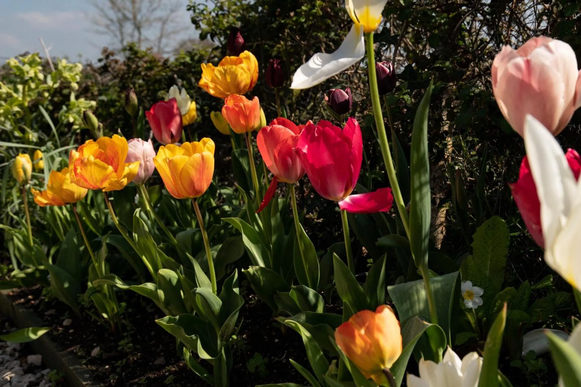 Garden in Corner House