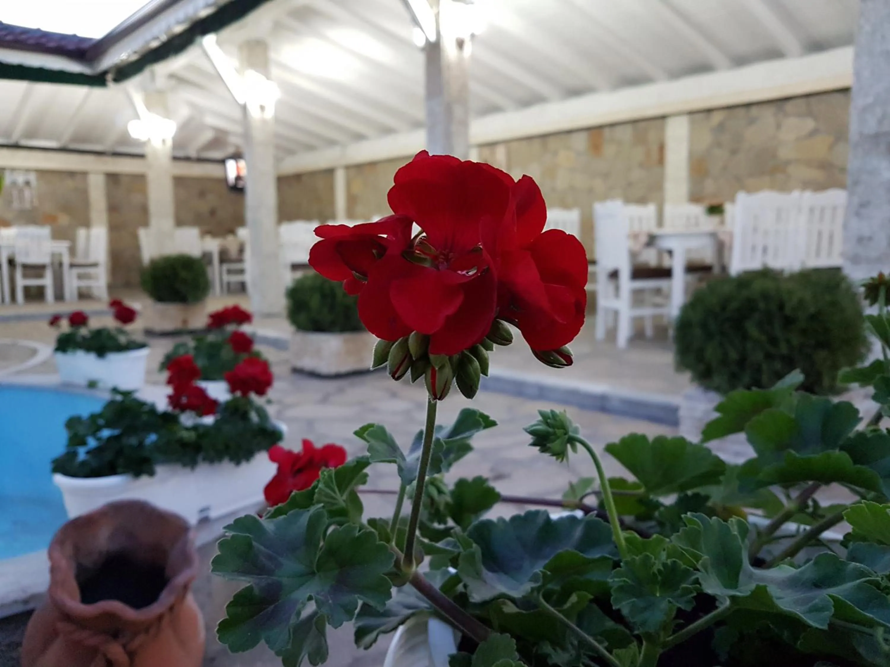 Garden in Hotel Fantasy