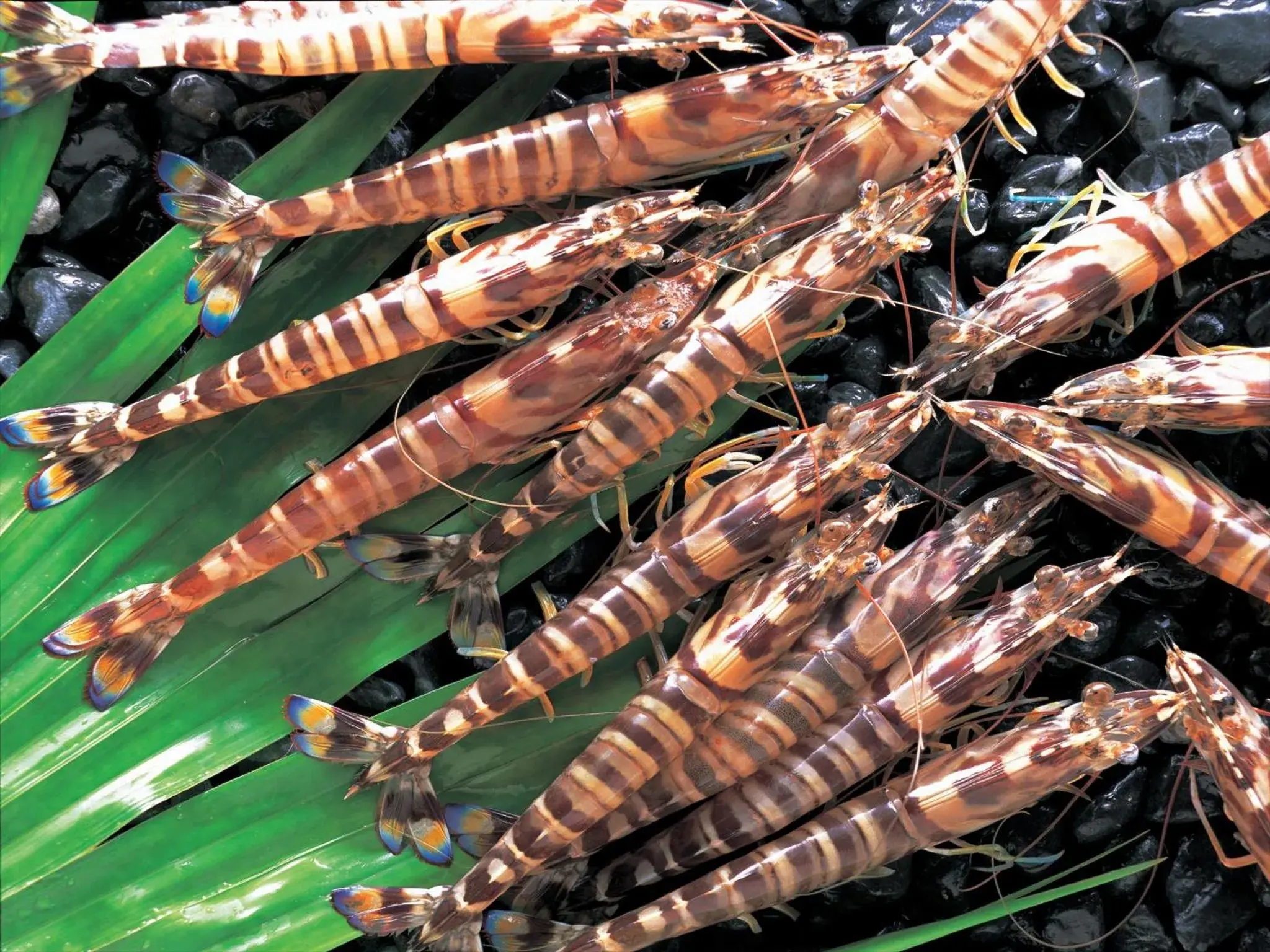 Food in Cypress Resort Kumejima Food in Cypress Resort Kumejima