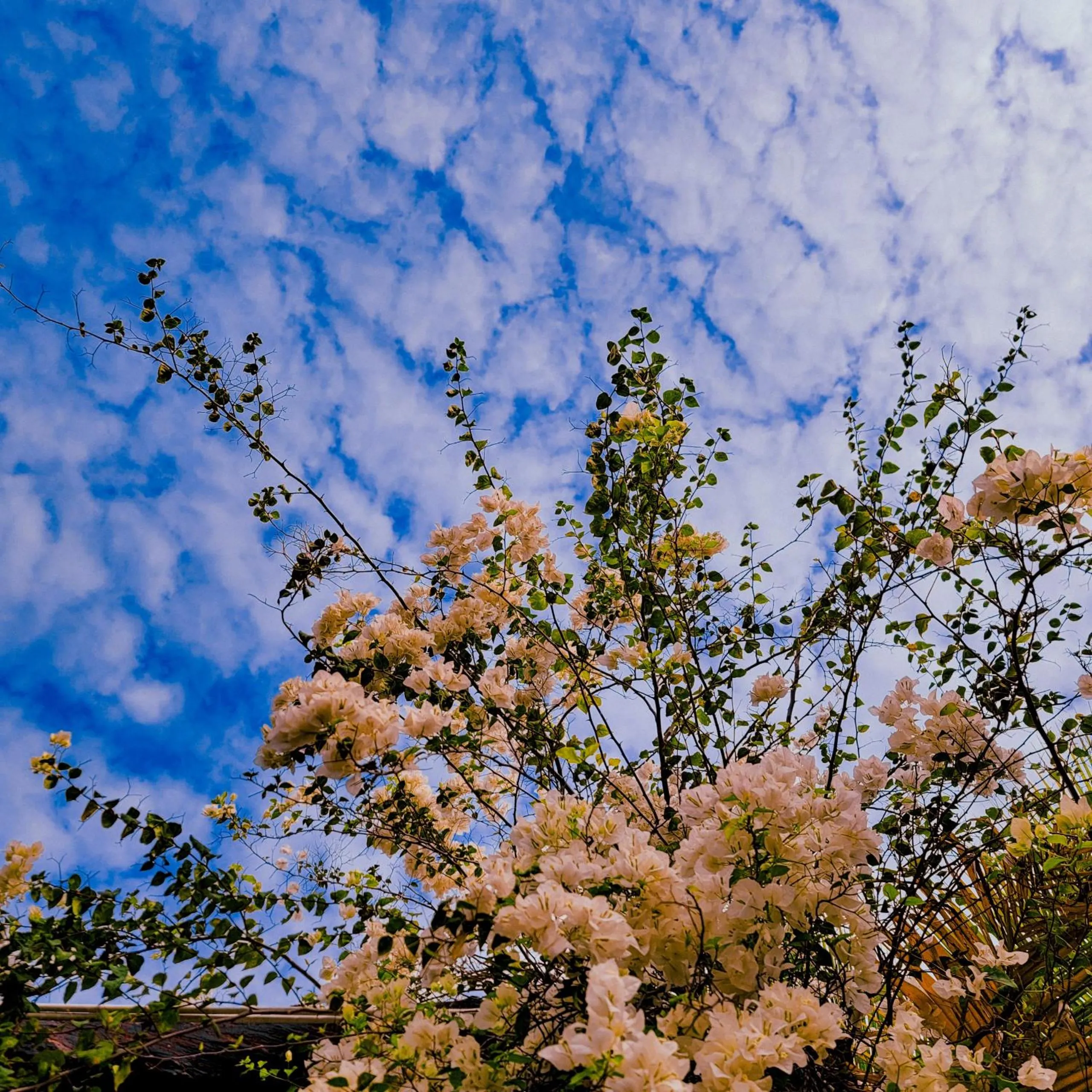 Natural landscape in CASA ECO Mekong Resort