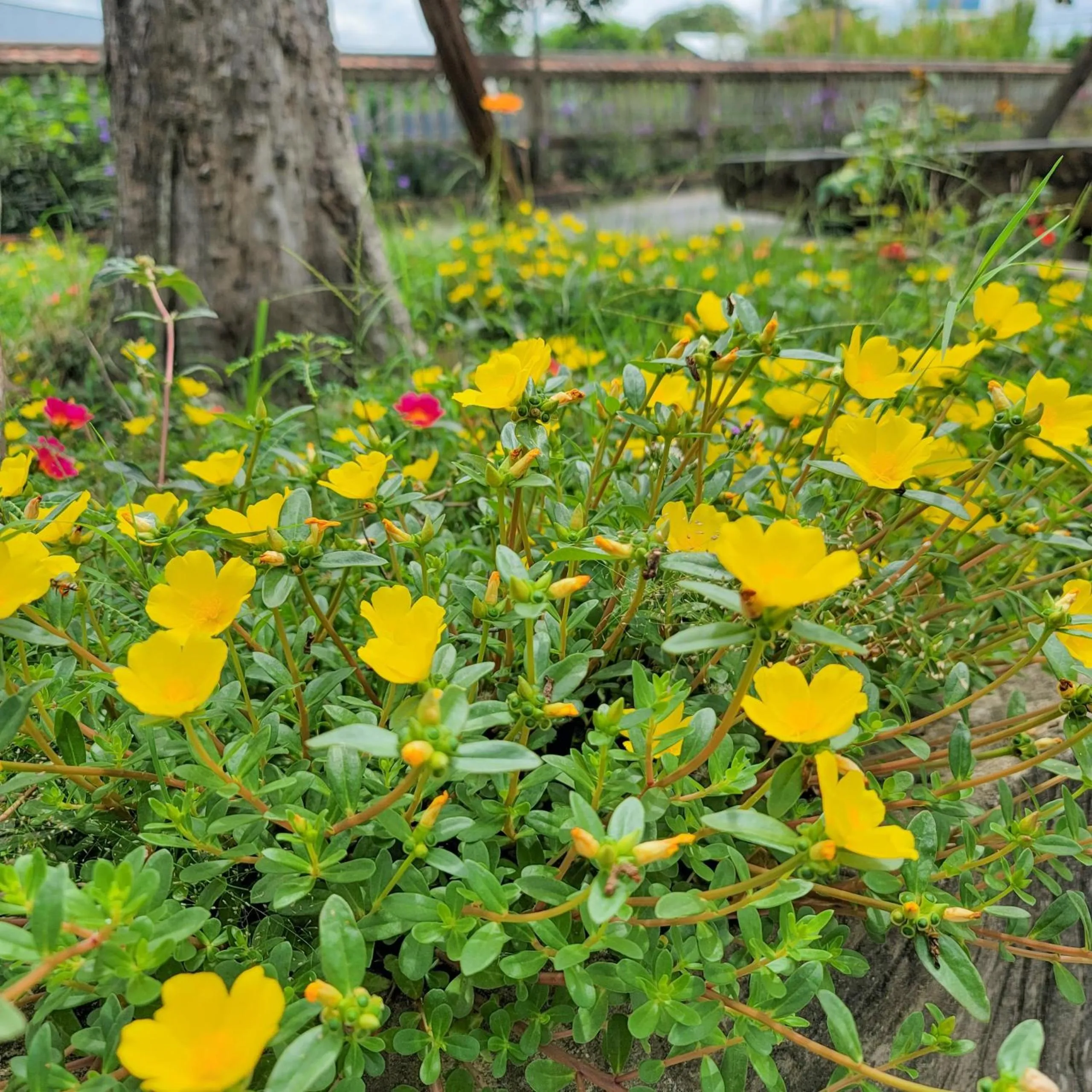 Spring in CASA ECO Mekong Resort