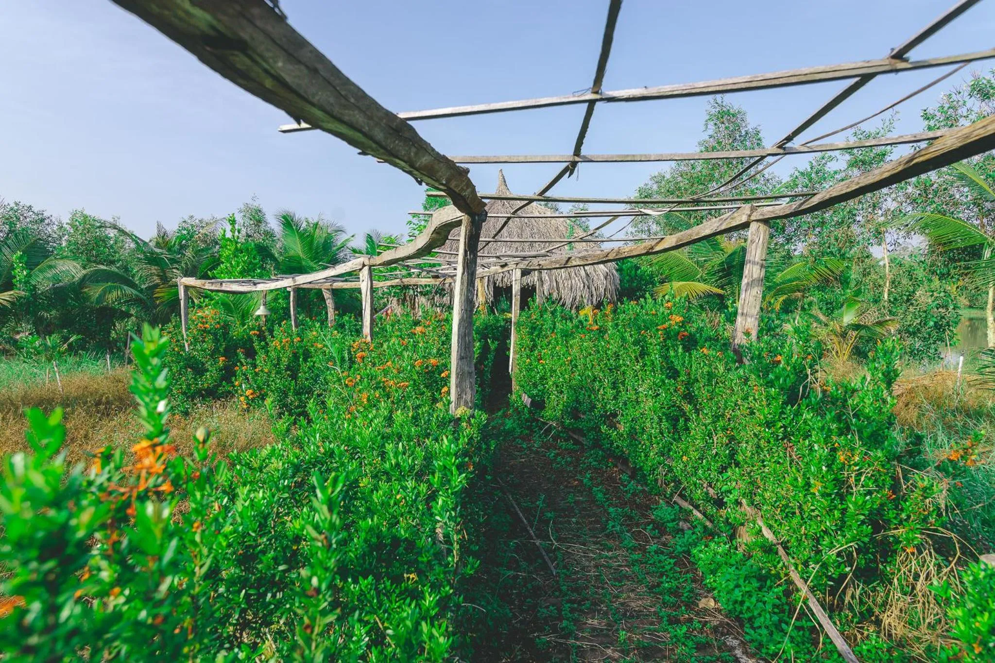 Garden in CASA ECO Mekong Resort