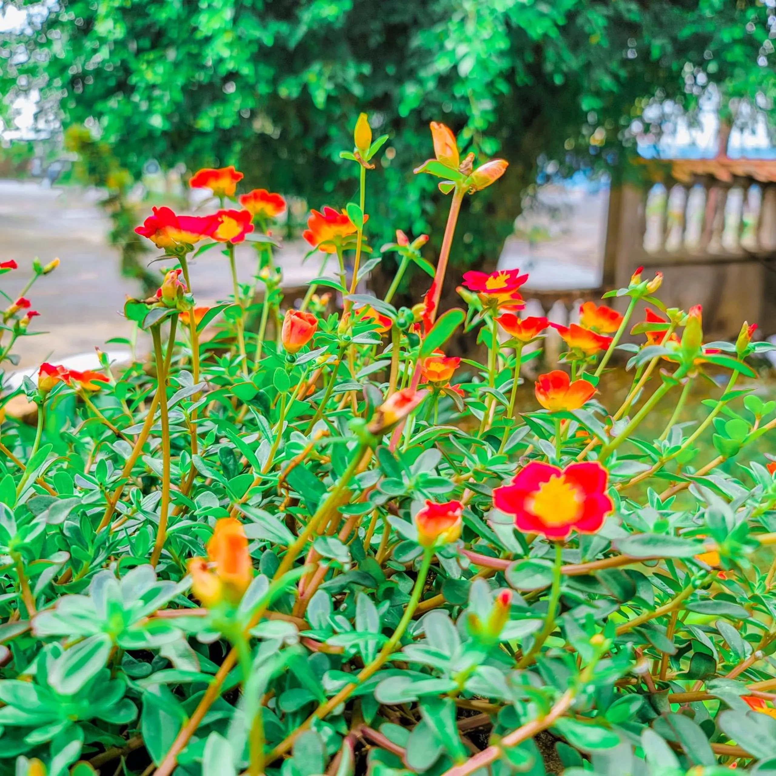 Garden view in CASA ECO Mekong Resort