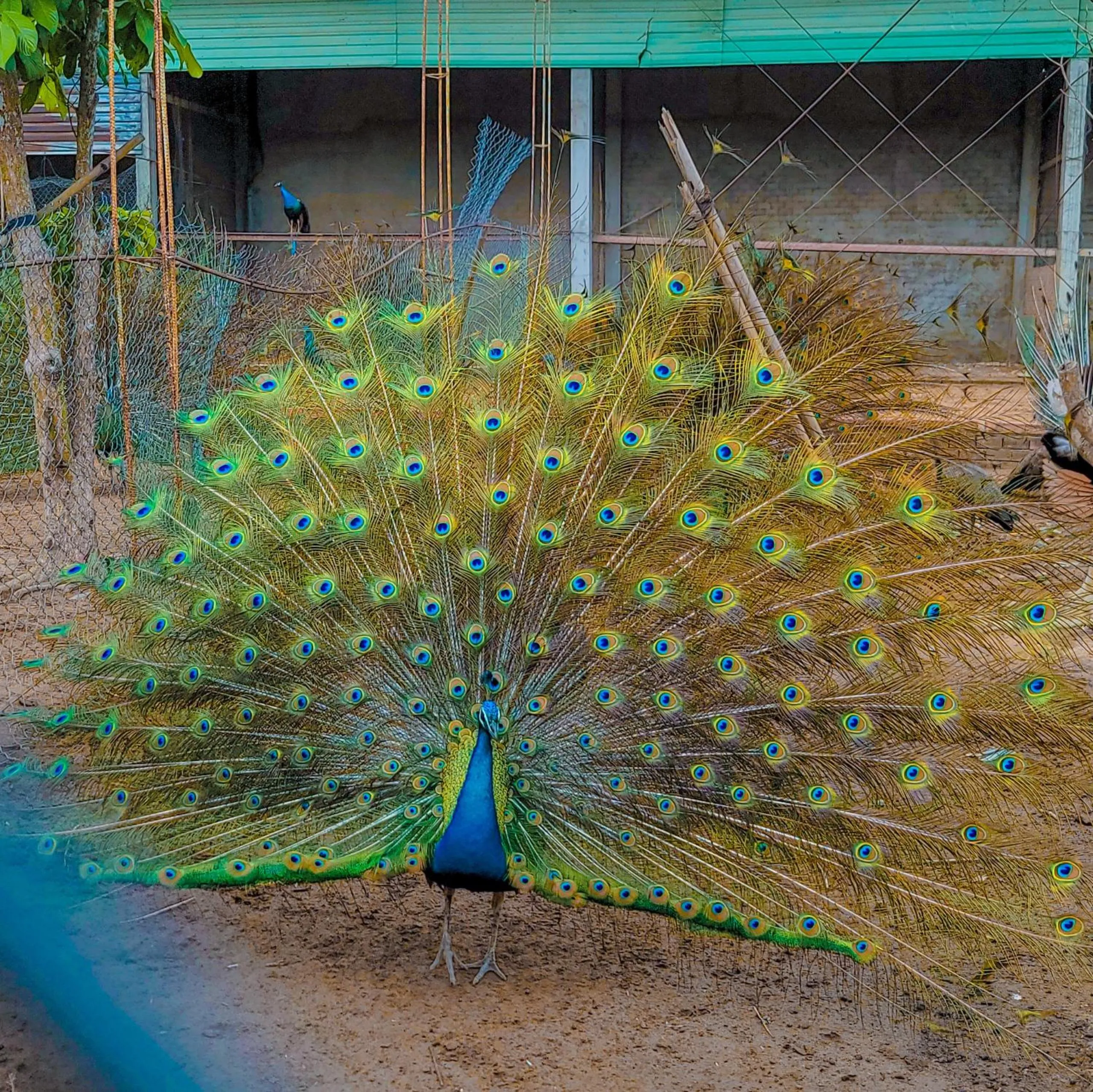 Animals in CASA ECO Mekong Resort