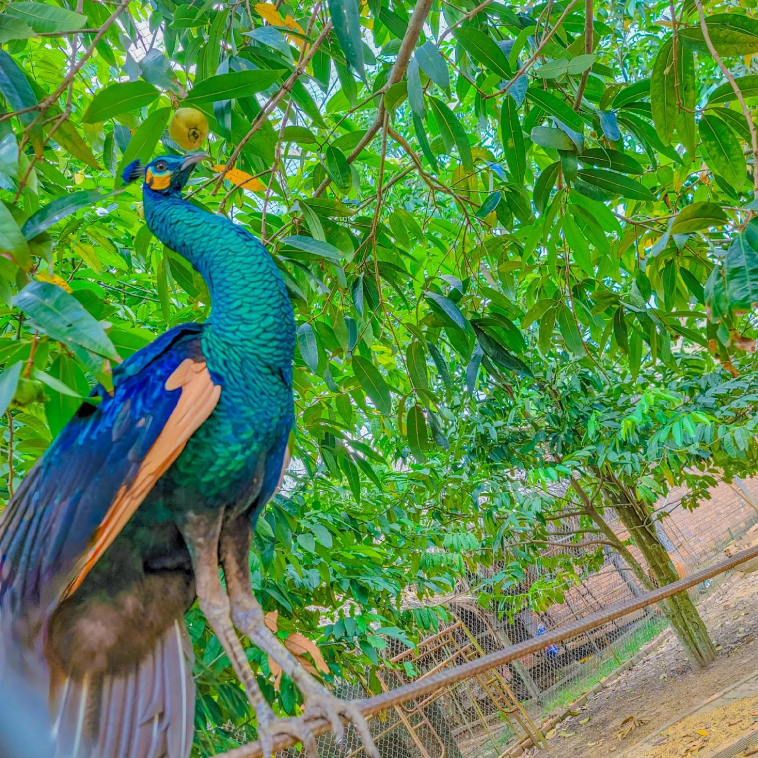Animals in CASA ECO Mekong Resort