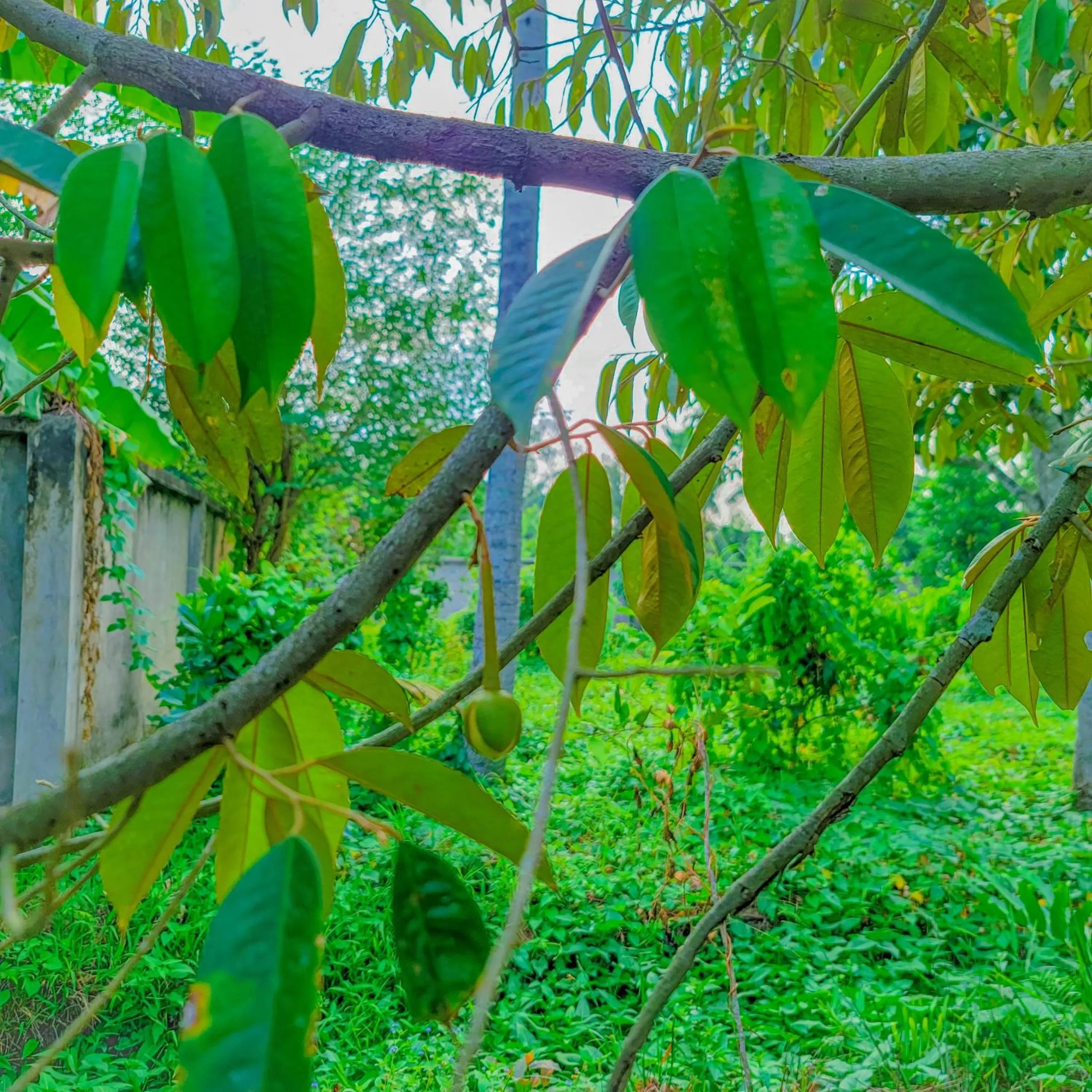 Day in CASA ECO Mekong Resort