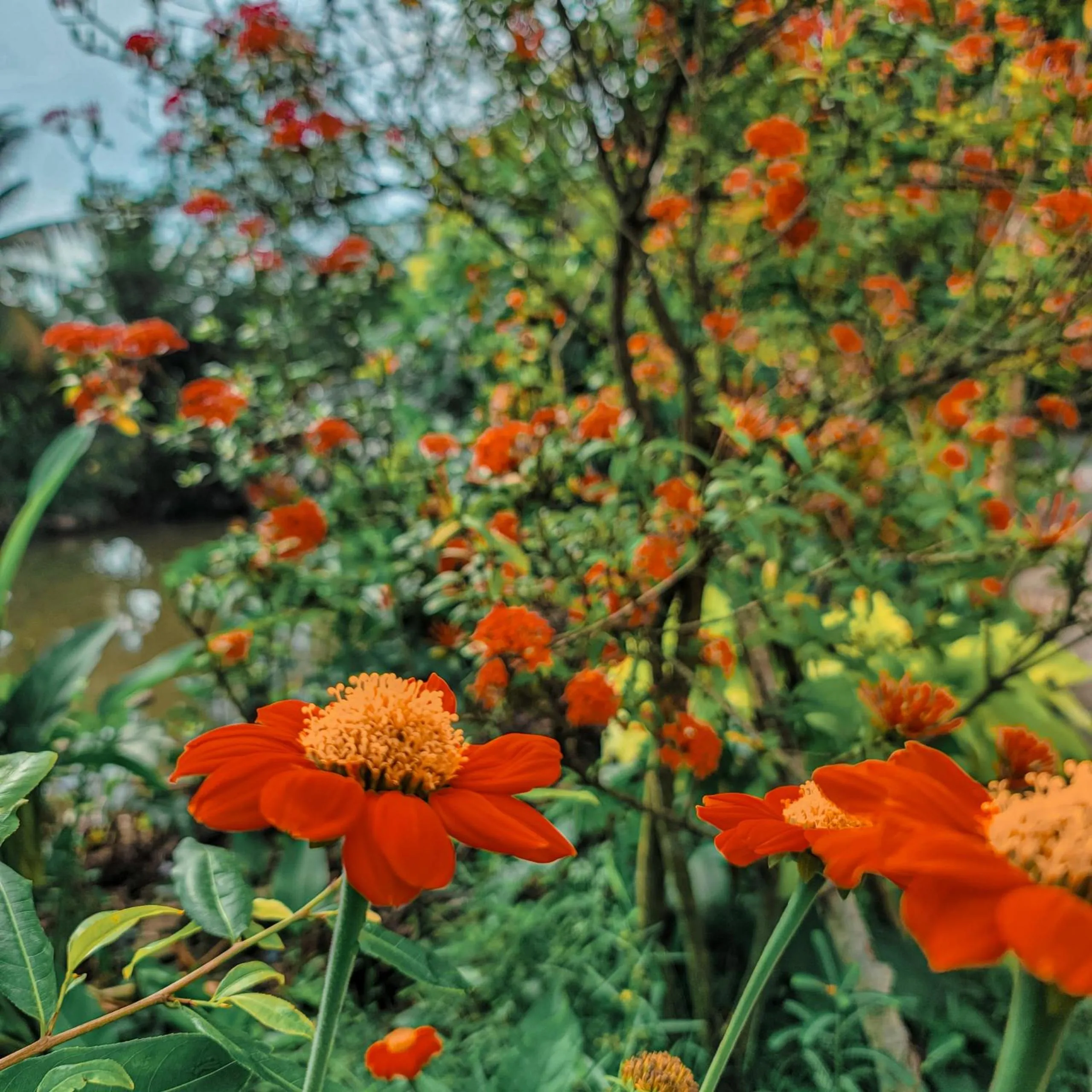 Spring in CASA ECO Mekong Resort