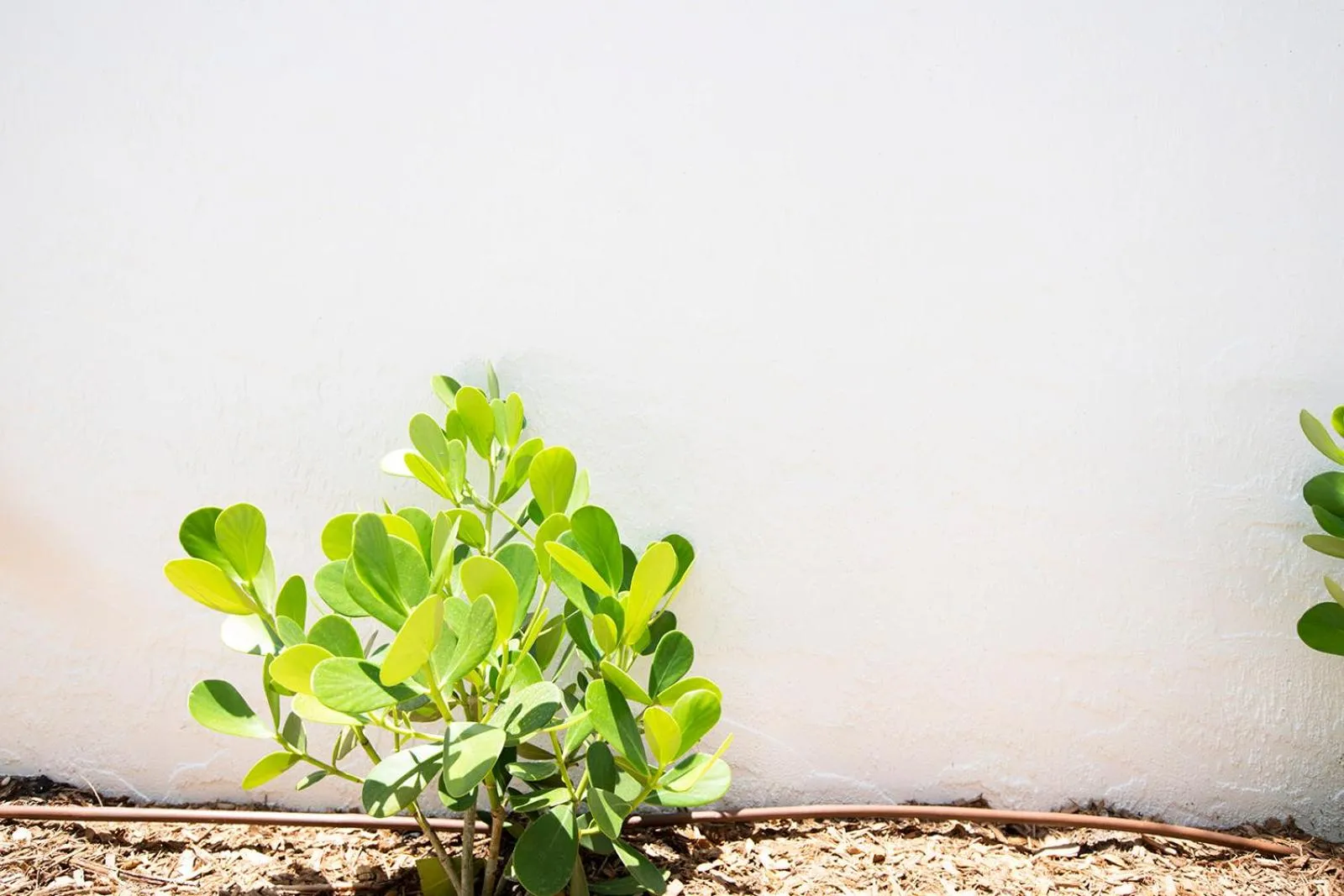 Casa Limonada Boutique Motel