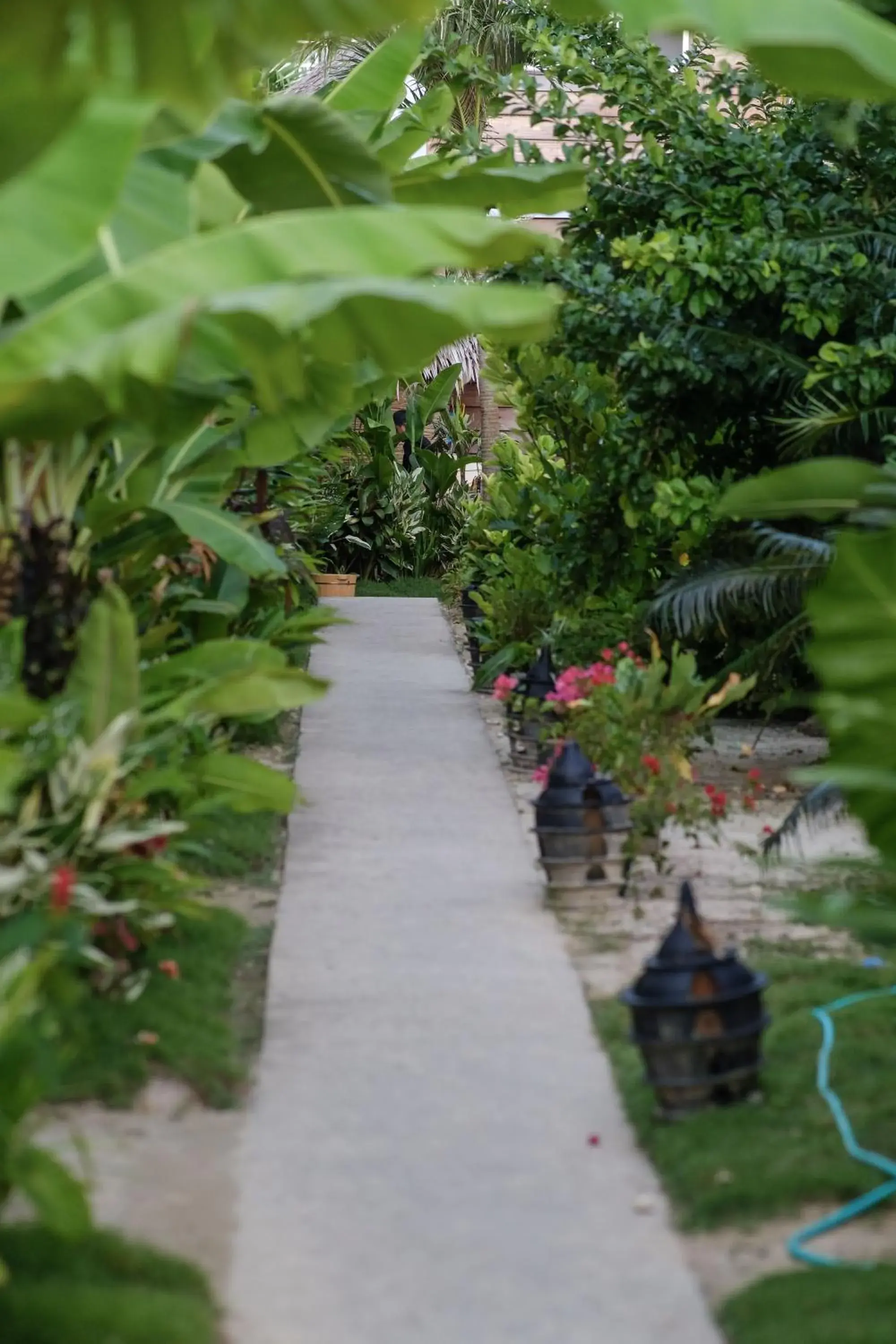 Garden view in Happiness Beach Resort Siargao Garden view in Happiness Beach Resort Siargao
