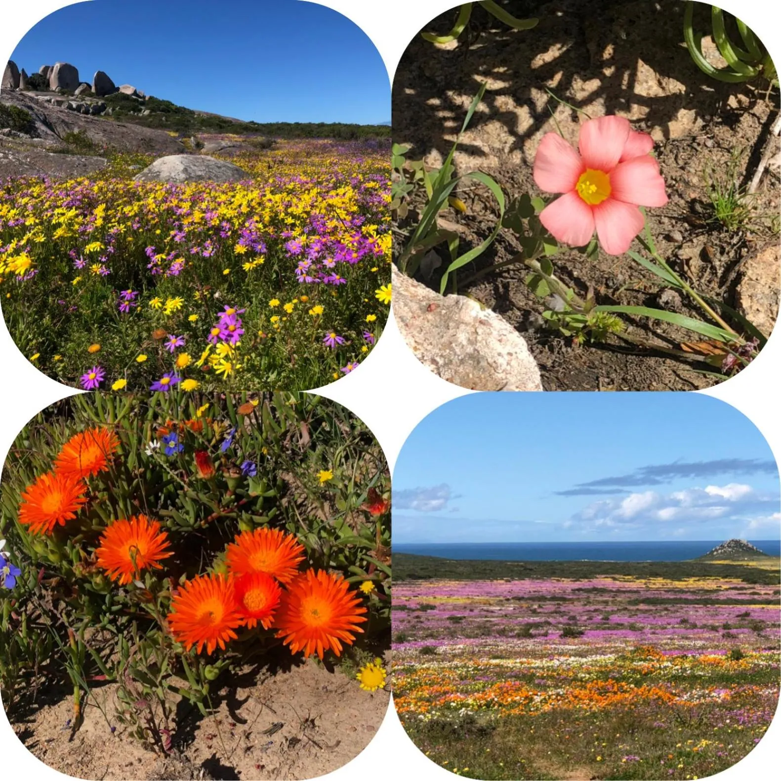Natural landscape in The Little Palm