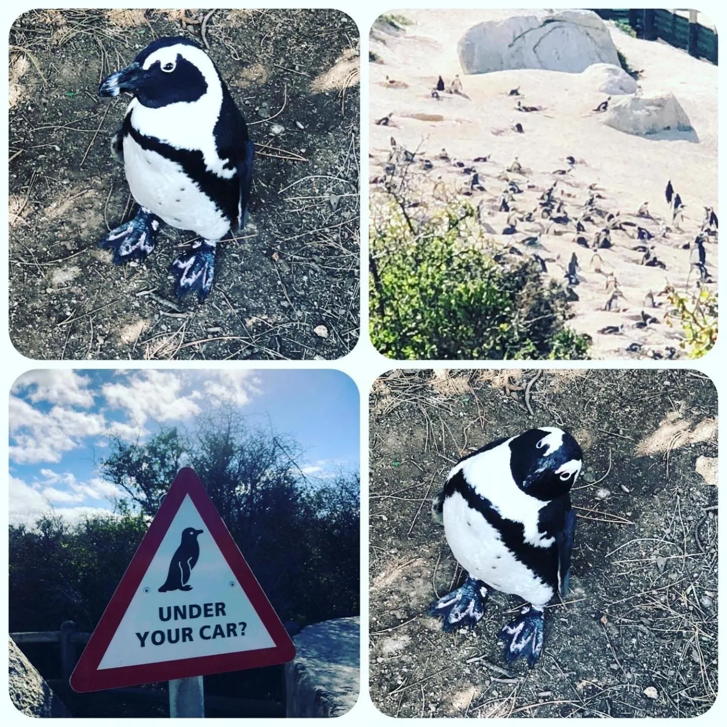 Animals in The Little Palm