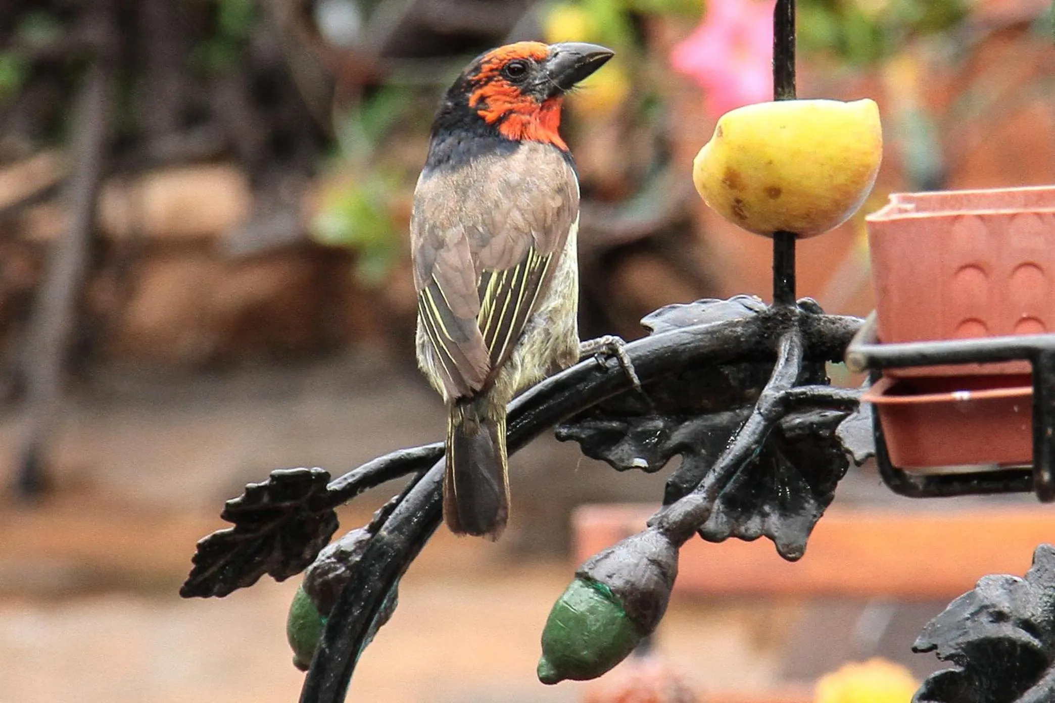 Animals in Acorn B&B in Durban