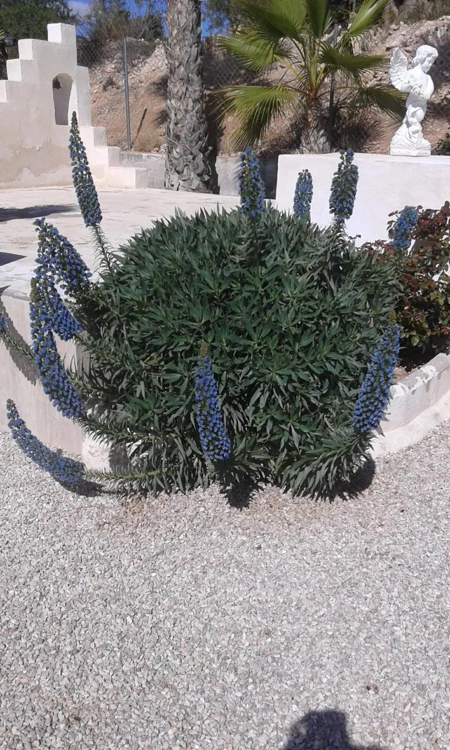 Garden in La Dolce Vita