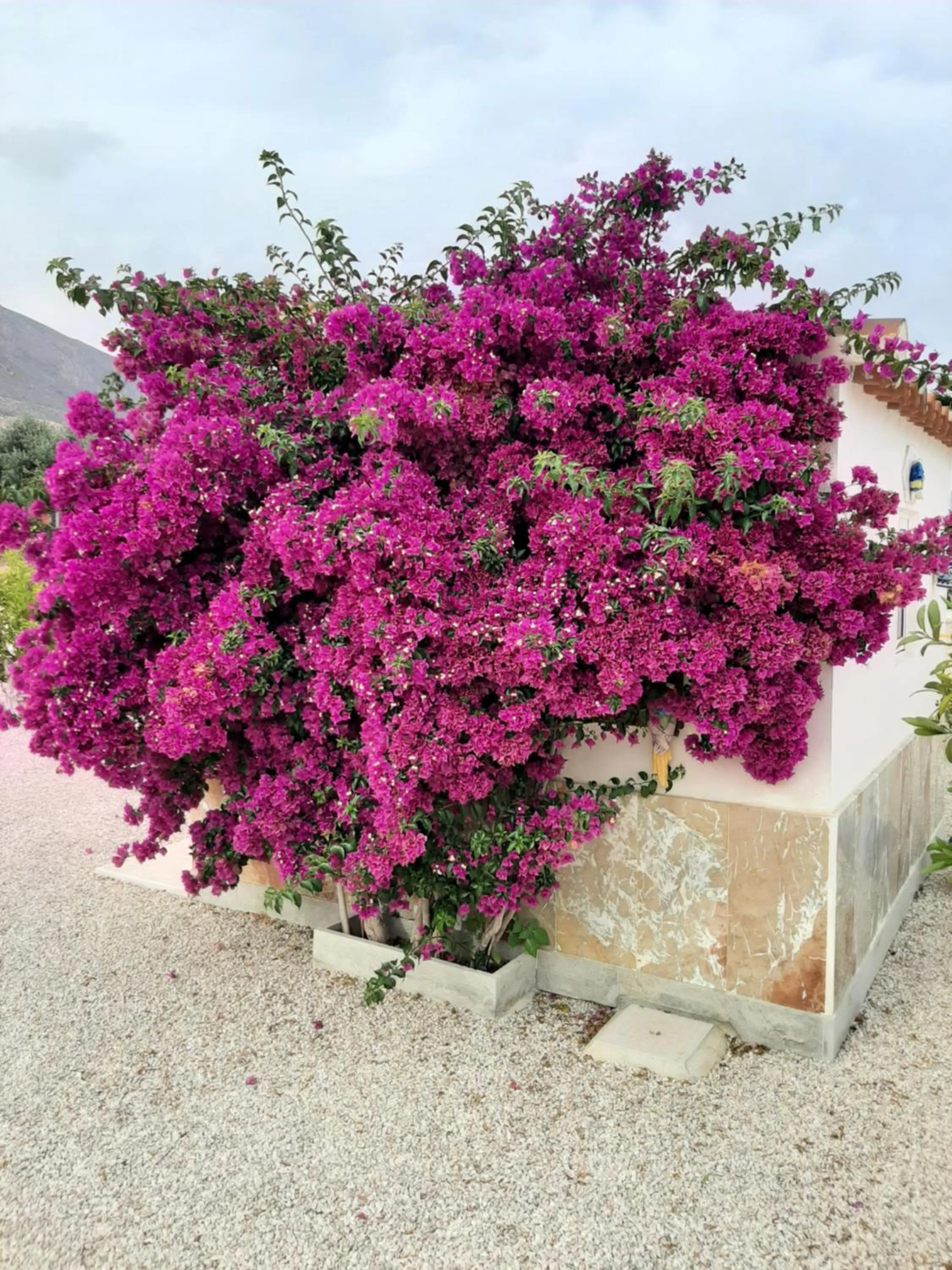 Garden view in La Dolce Vita