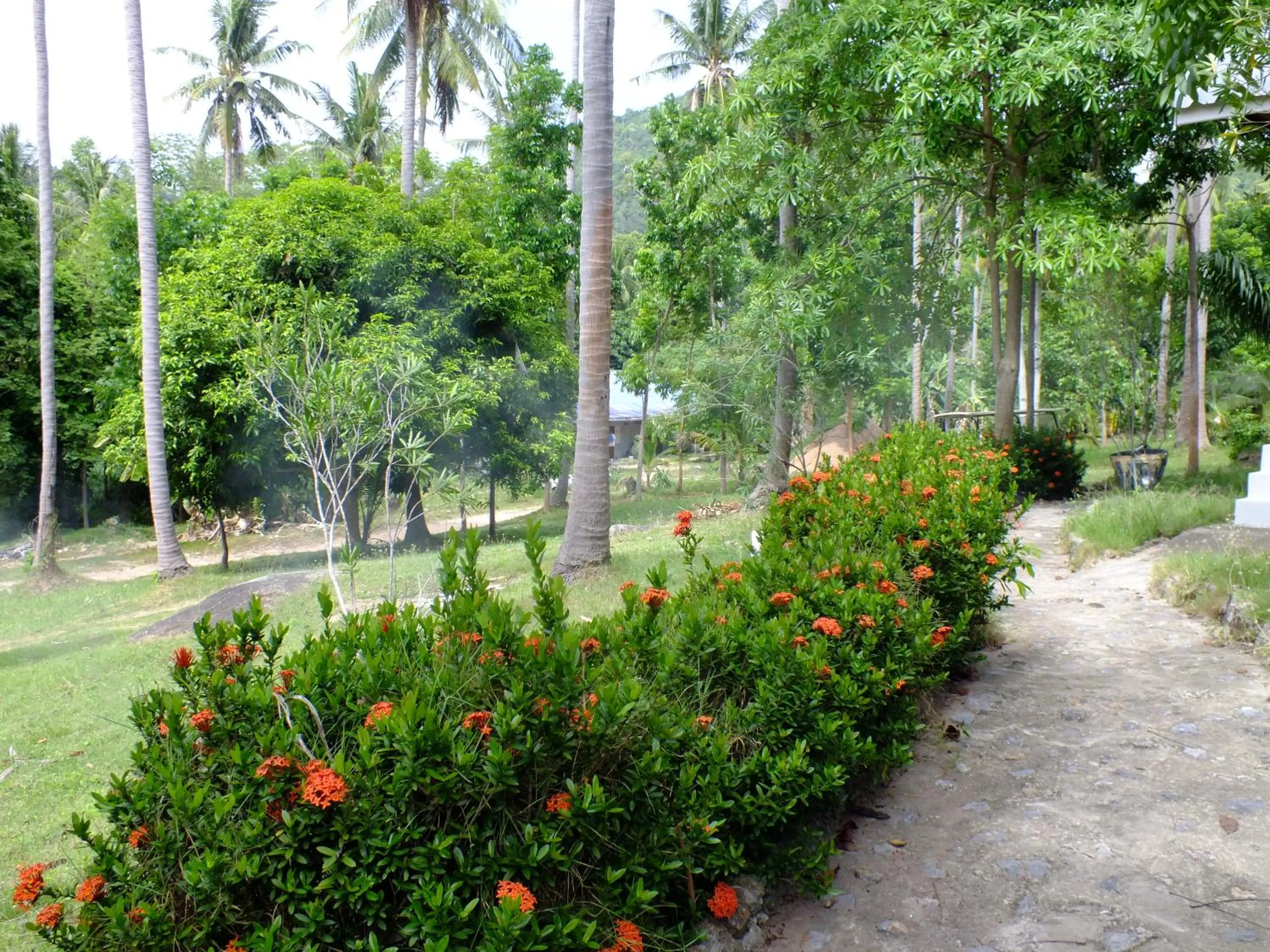 Garden view in Seashell Coconut Village Koh Tao
