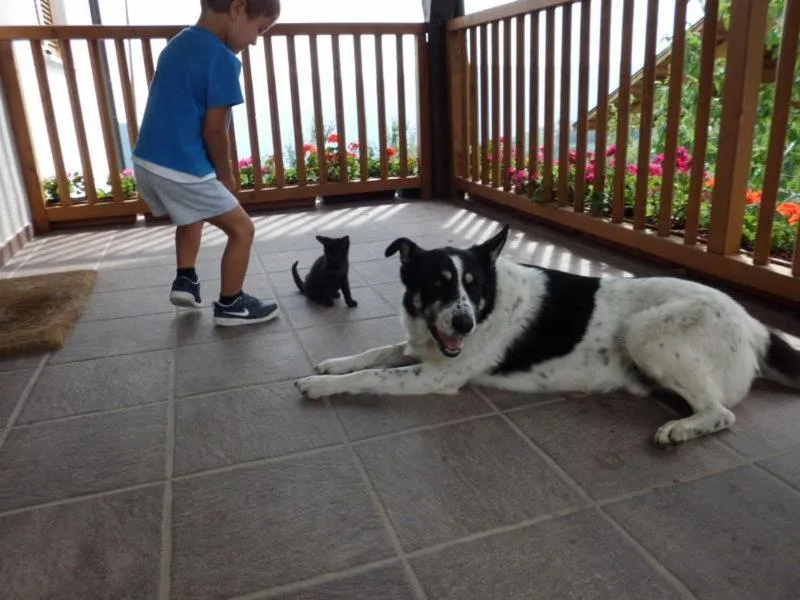 Pets in Oberkapillhof
