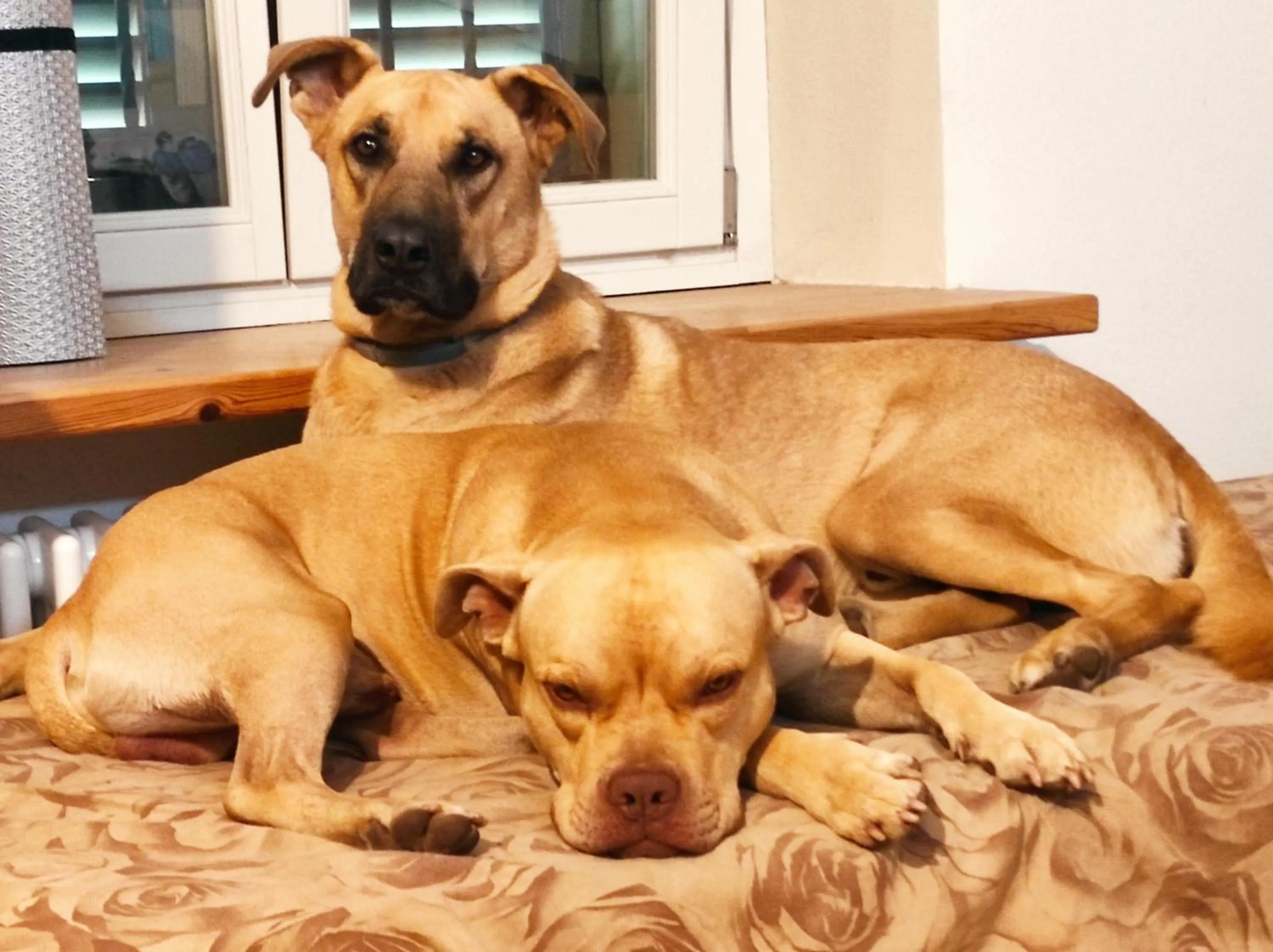 Communal kitchen in Tetto alle Rondini