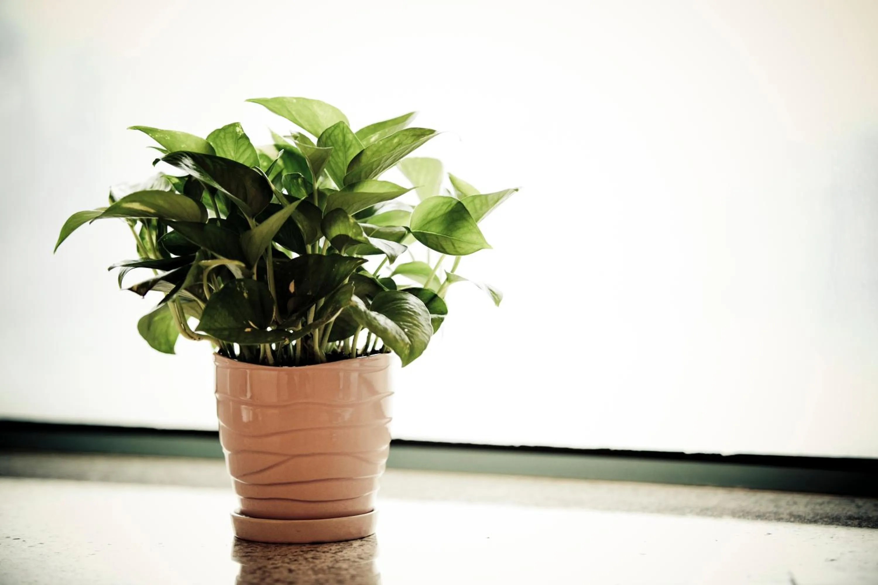 Decorative detail in Rambler Garden Hotel