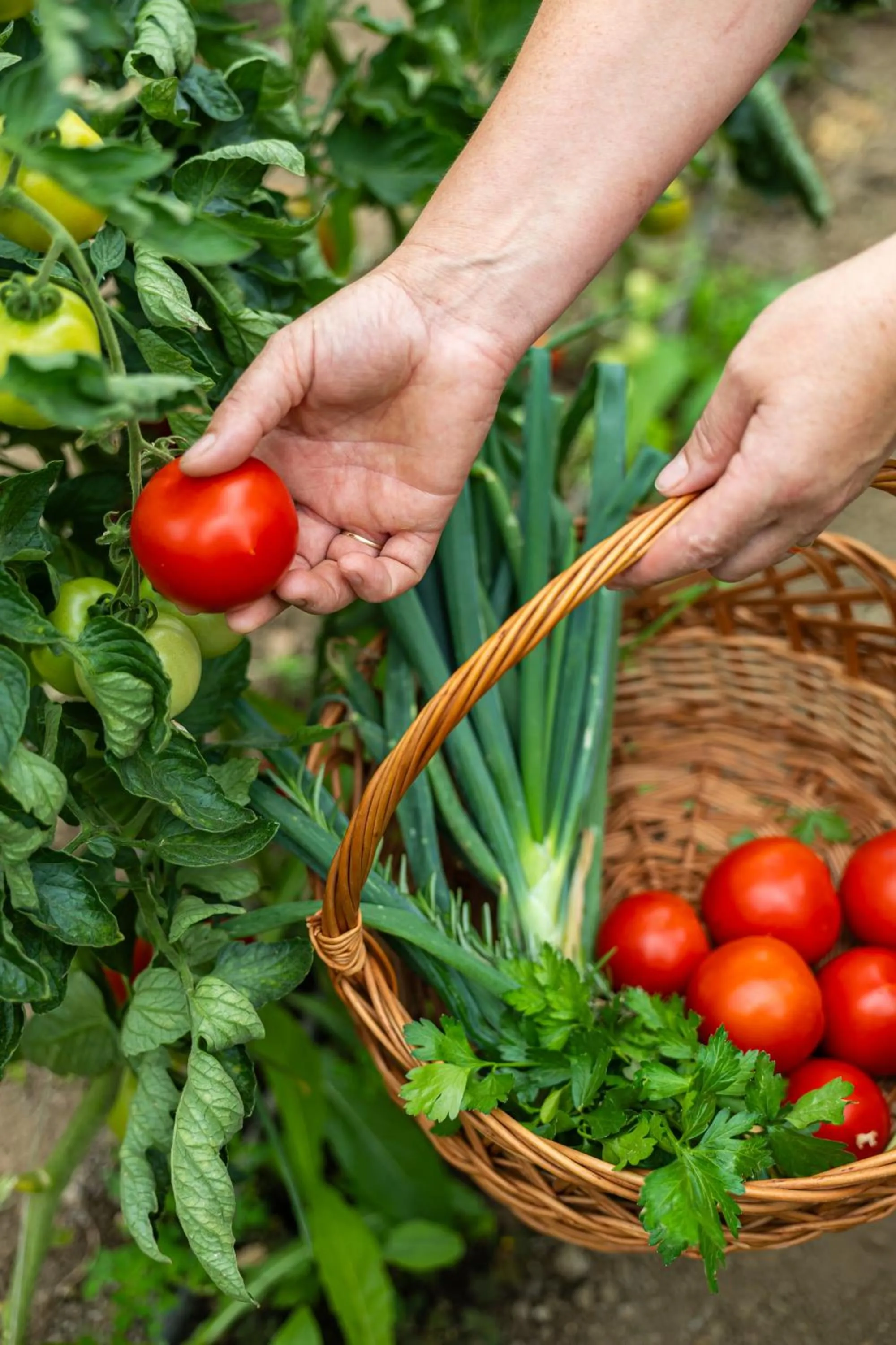 Armonia by Aristocratis