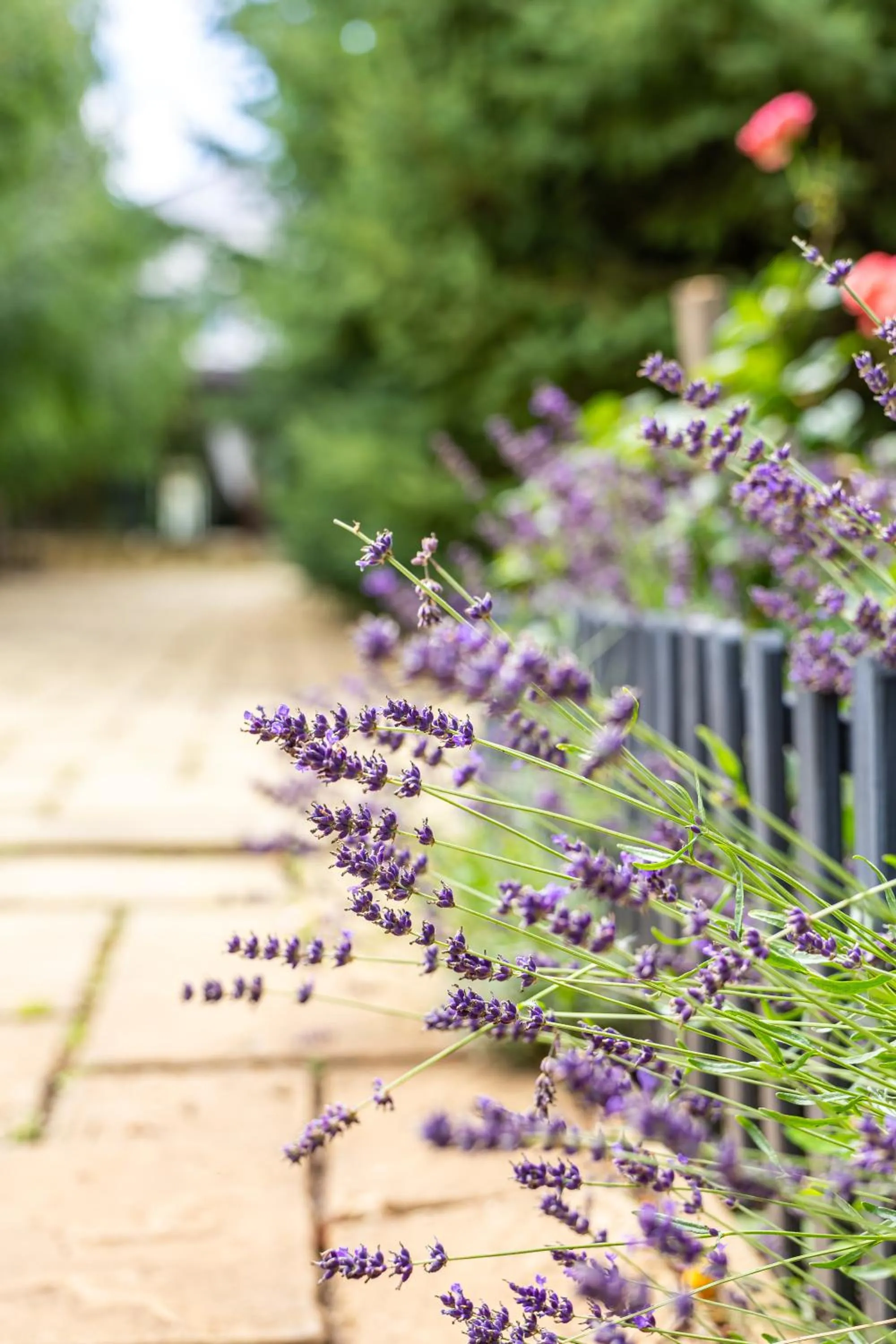 Armonia by Aristocratis