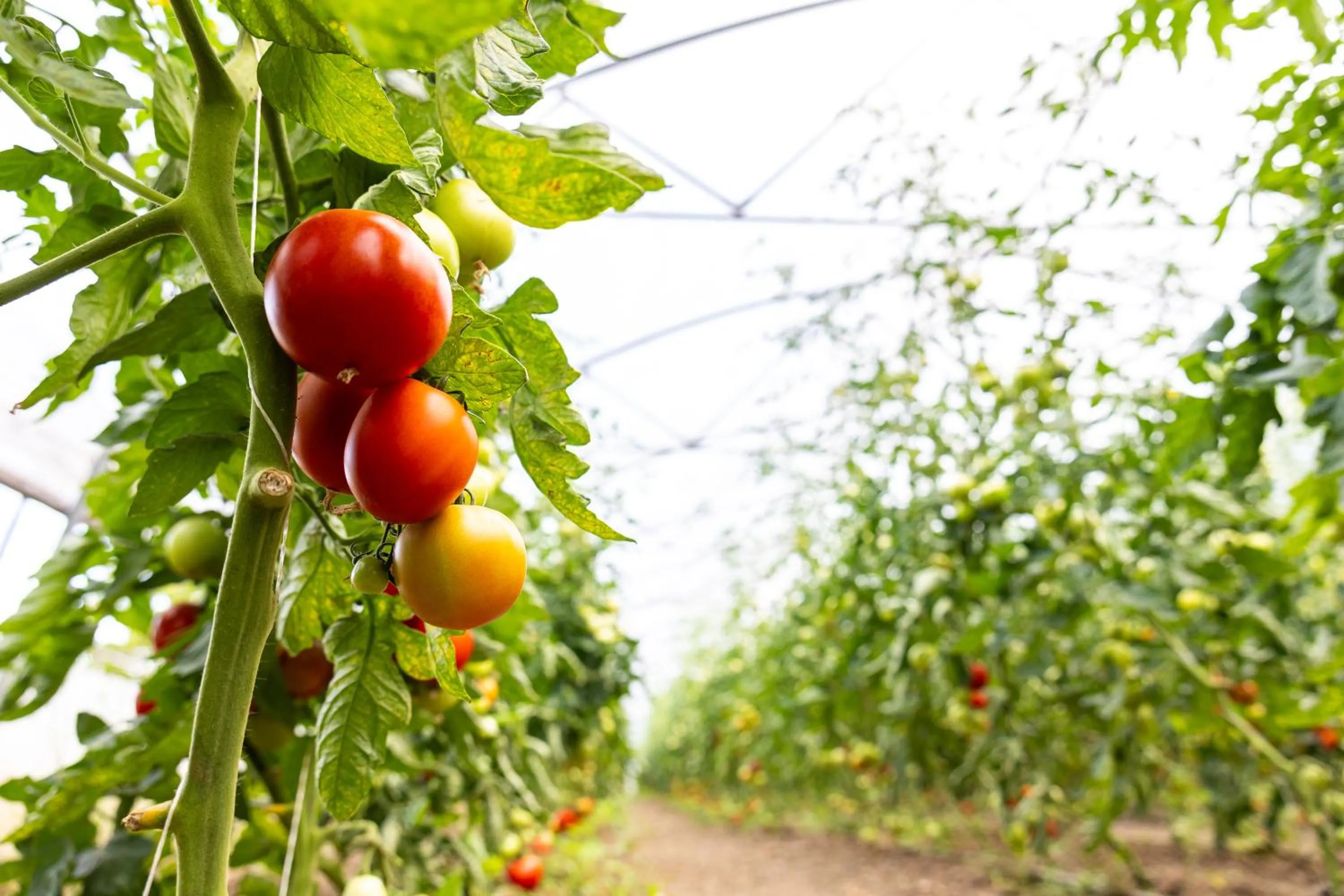 Armonia by Aristocratis