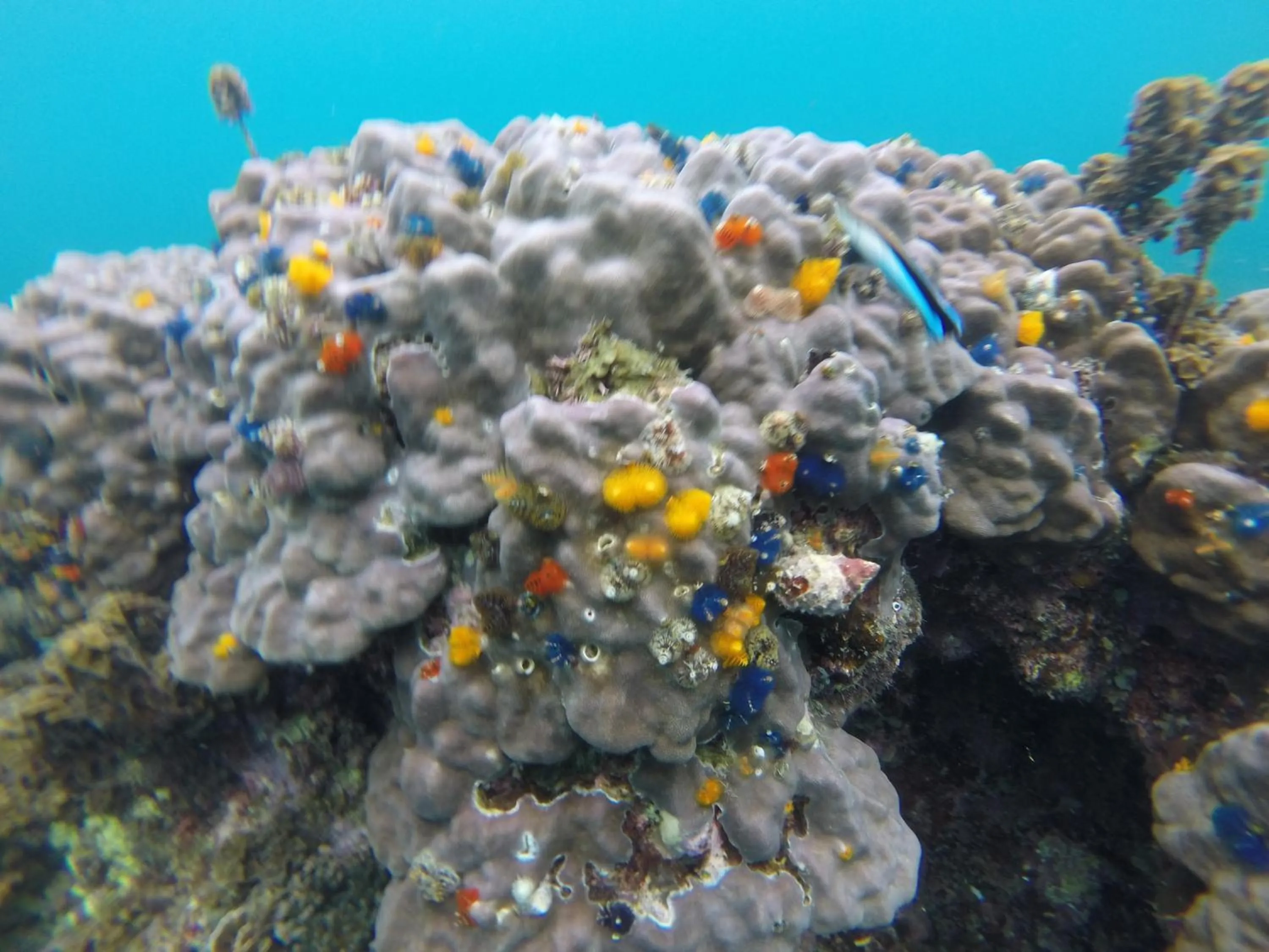 Snorkeling in Coral View Resort