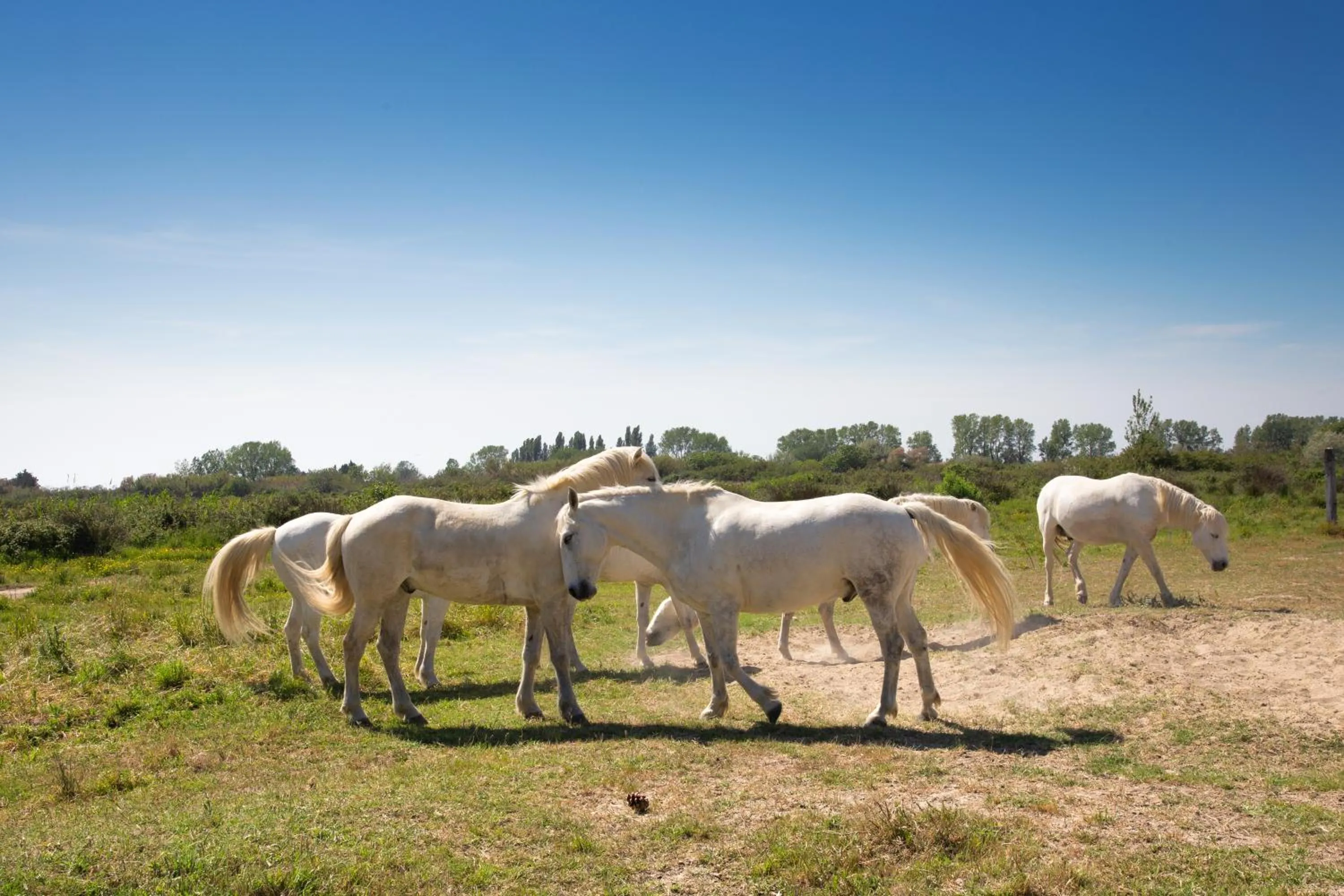 Activities in SOWELL HOTELS L'Olivier