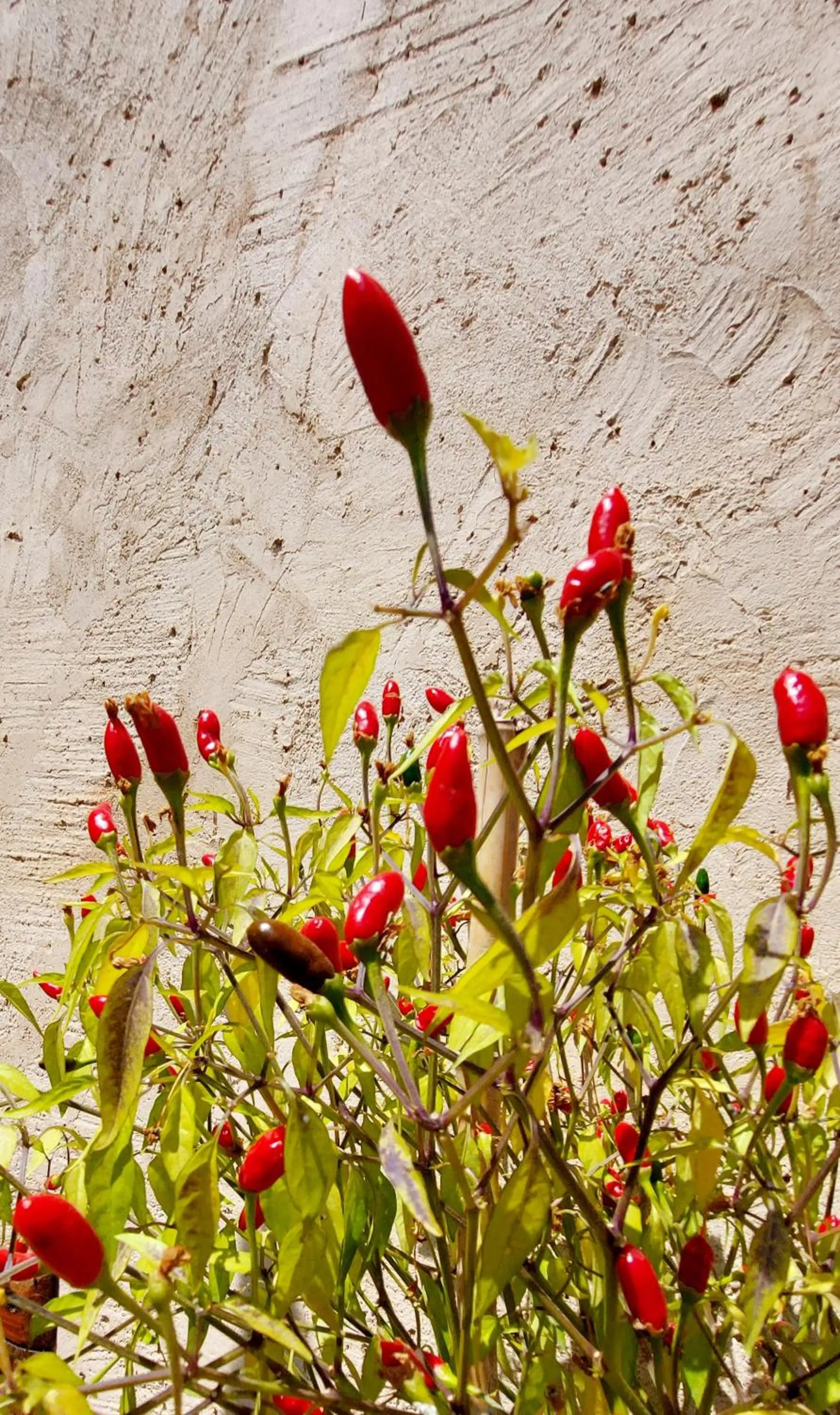 Spring in La Casa sul Blu Albergo Diffuso