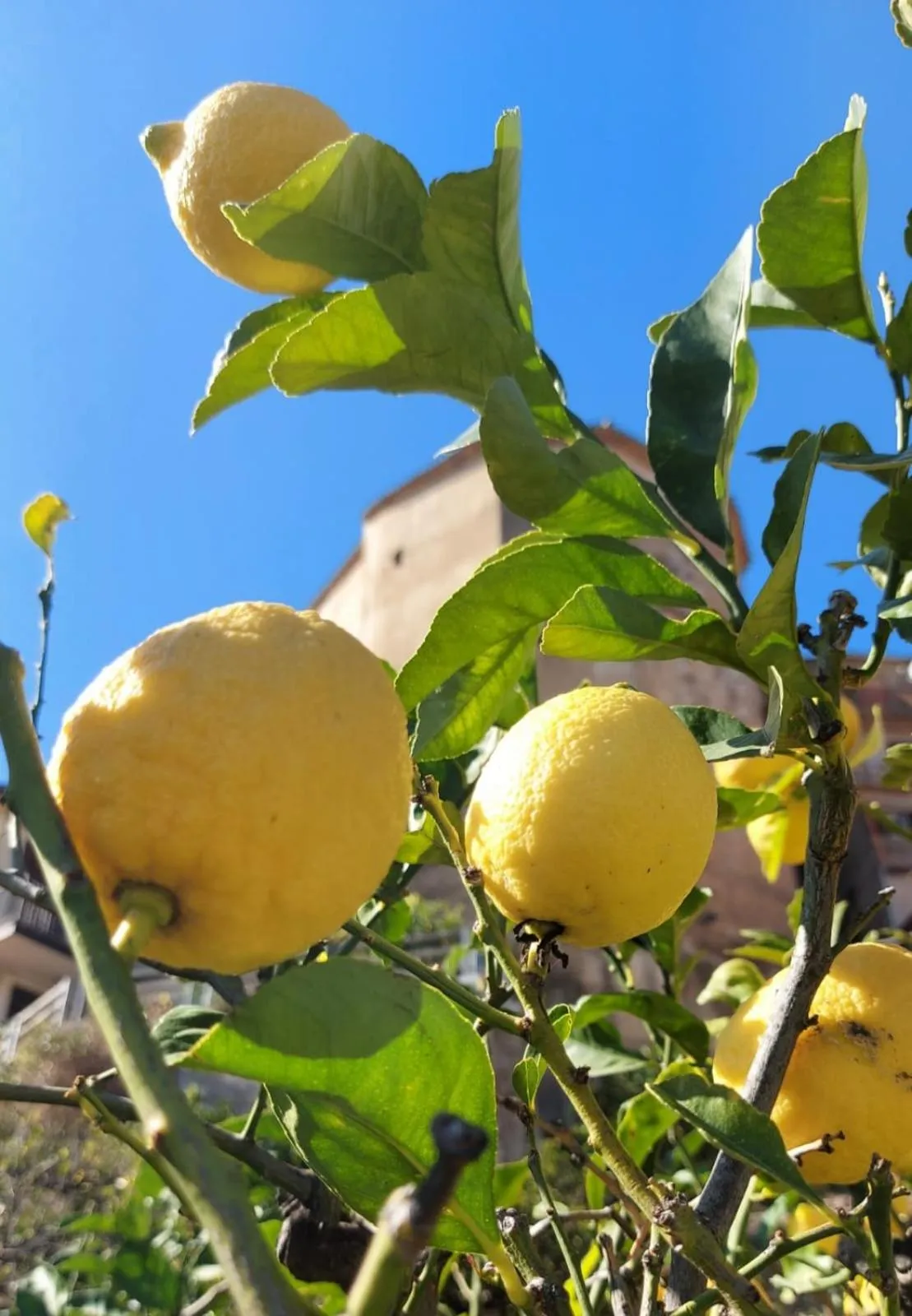 Garden in La Casa sul Blu Albergo Diffuso
