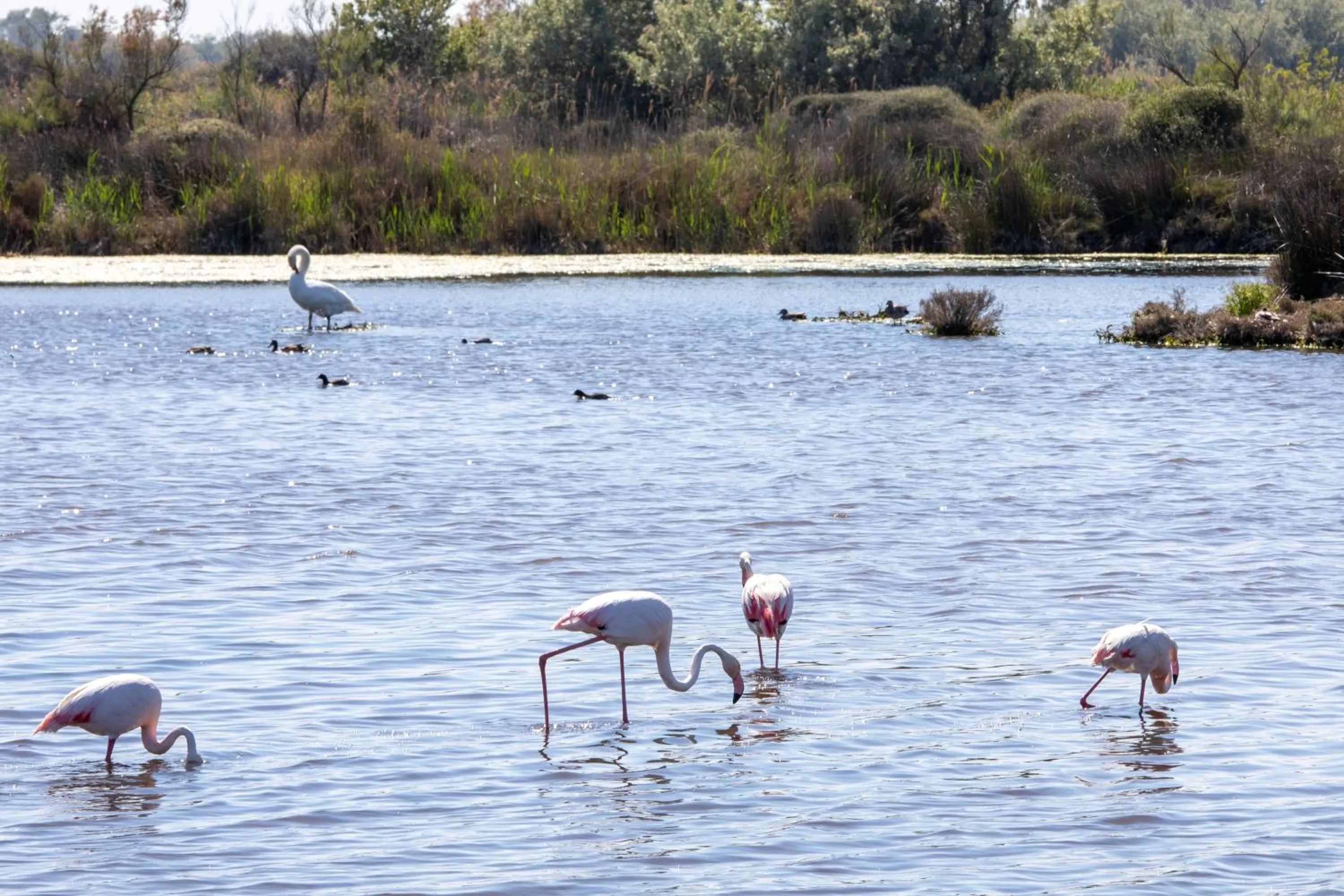 Pets in SOWELL RESIDENCES Les Mazets