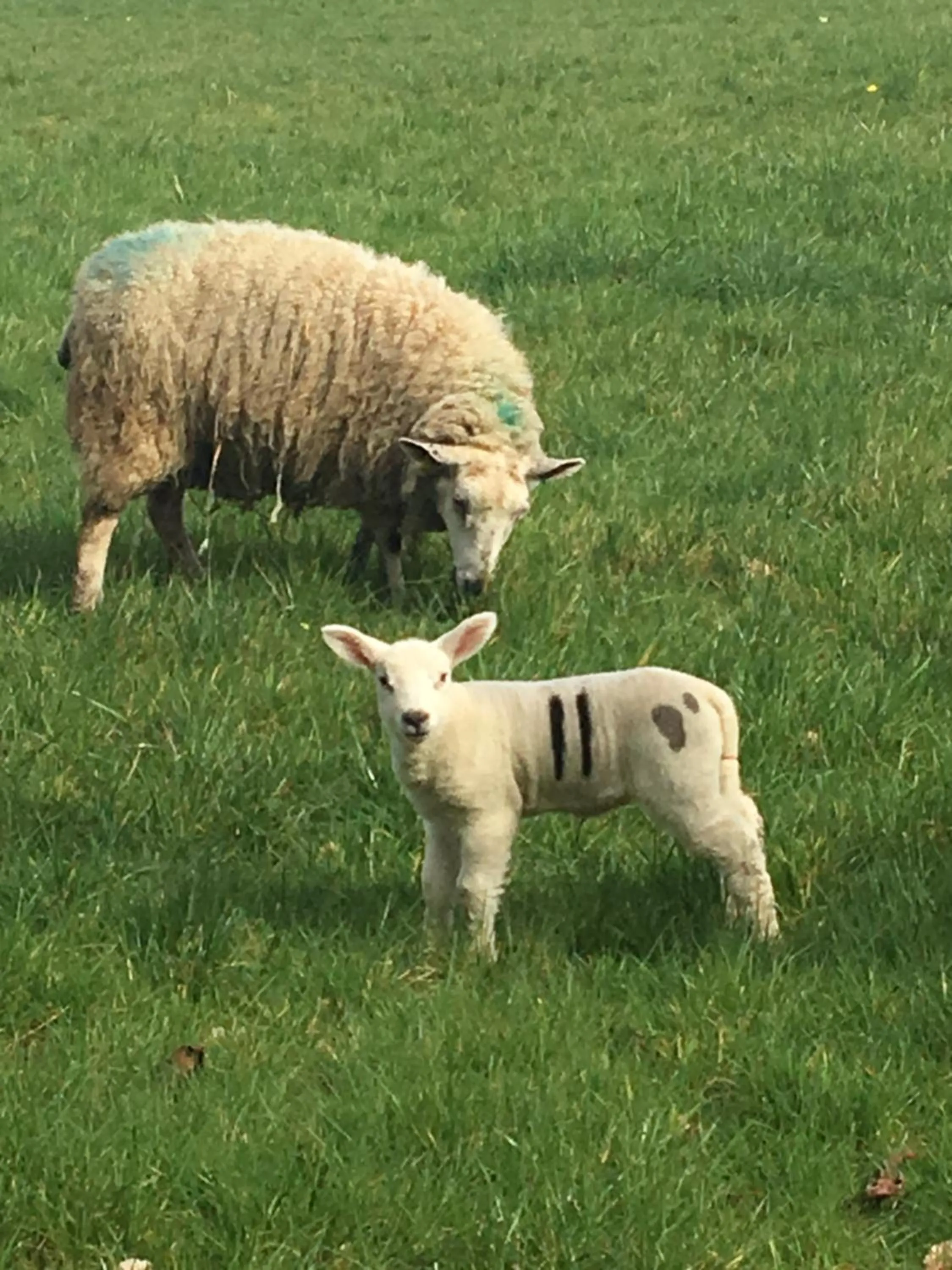 Animals in Bron Hafren