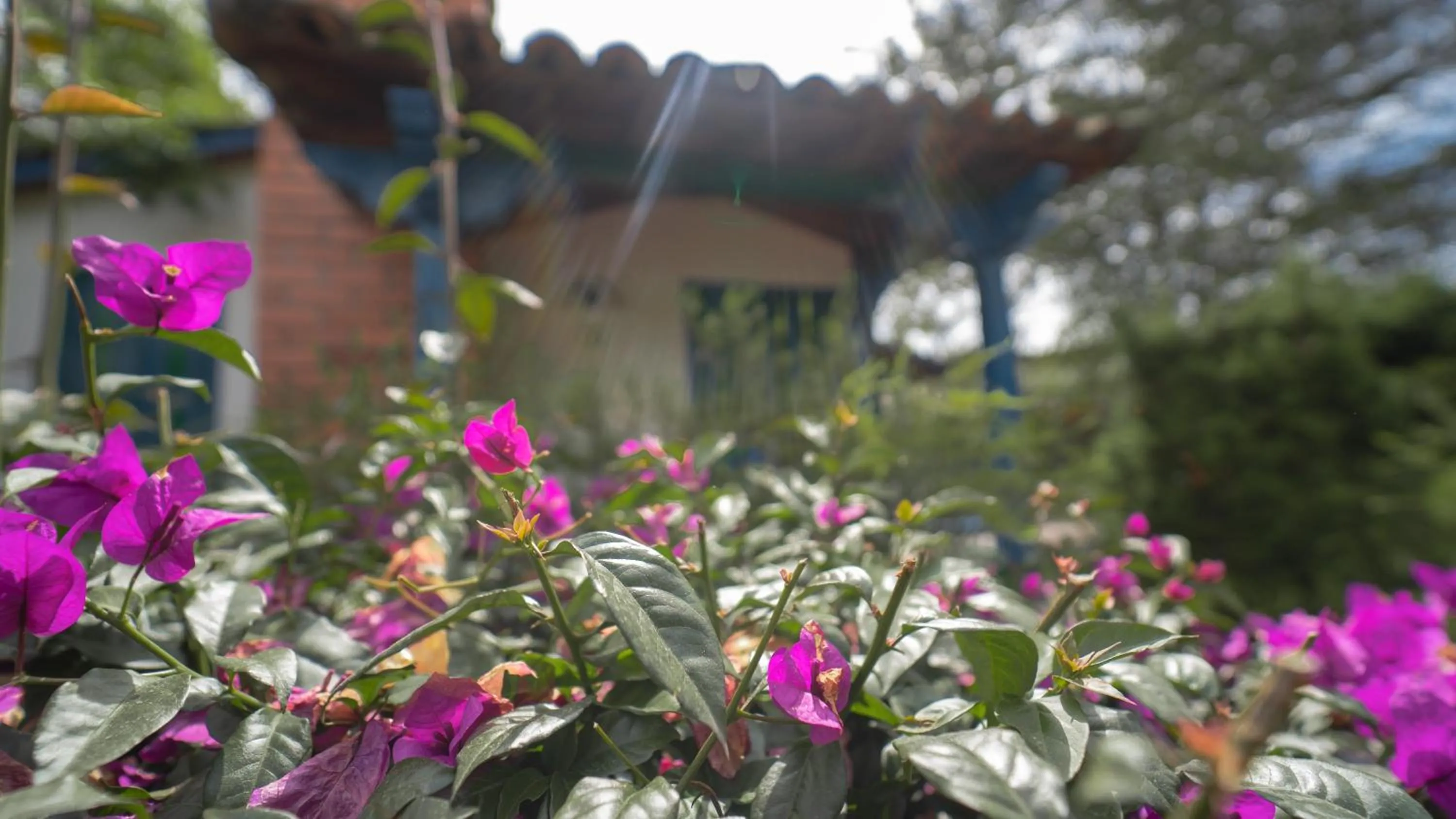 Garden view in Termales El Otoño