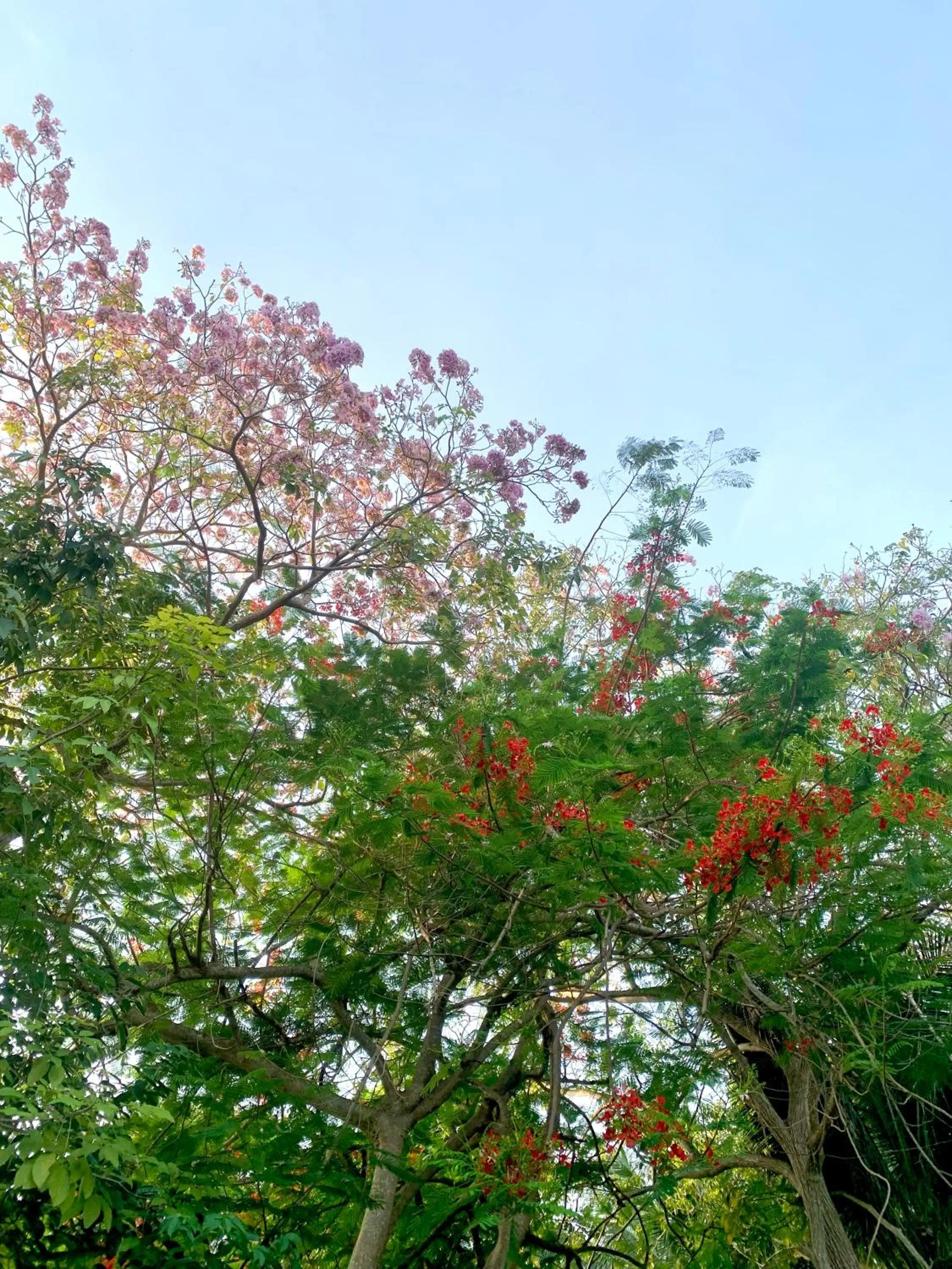 Koh Tao Tropicana Resort