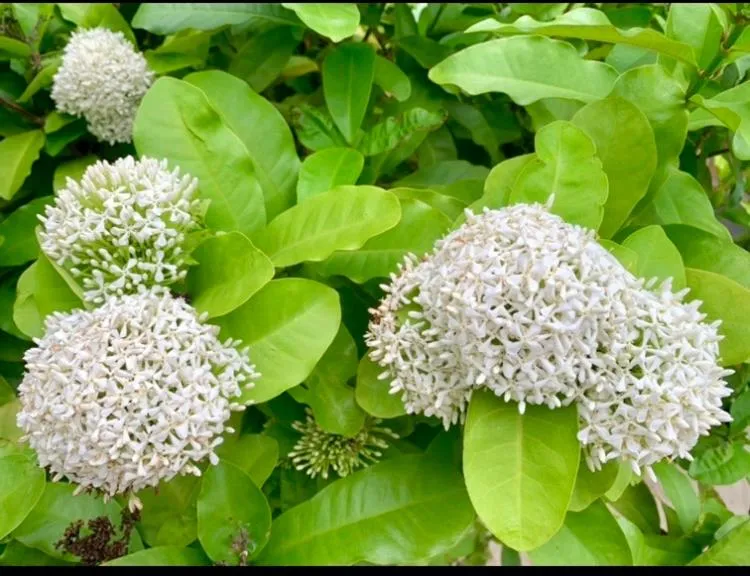 Koh Tao Tropicana Resort