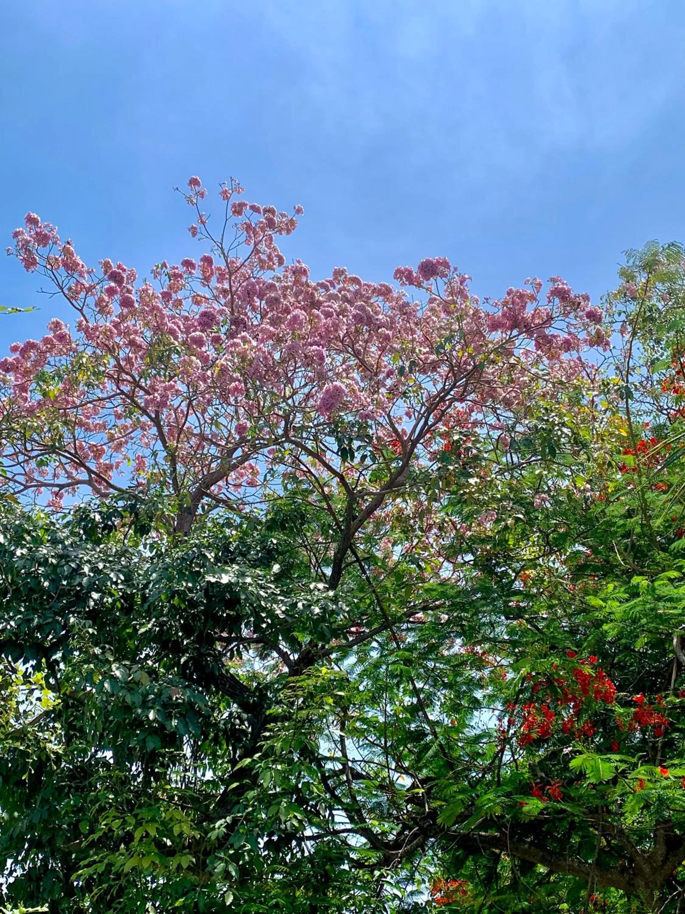 Koh Tao Tropicana Resort