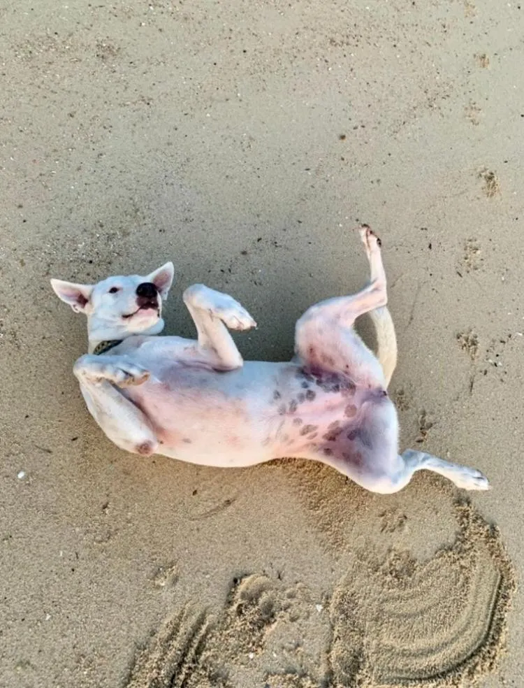 Koh Tao Tropicana Resort