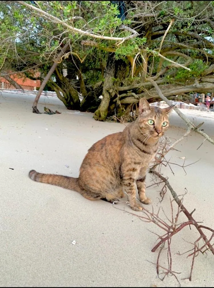 Koh Tao Tropicana Resort