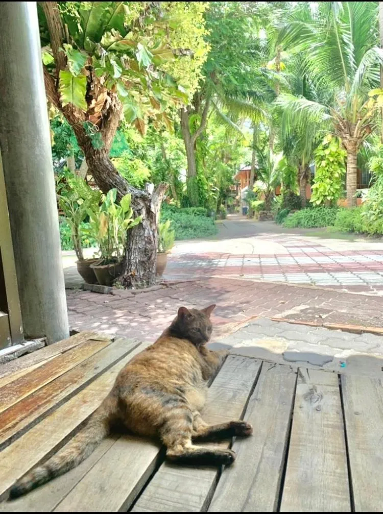 Koh Tao Tropicana Resort